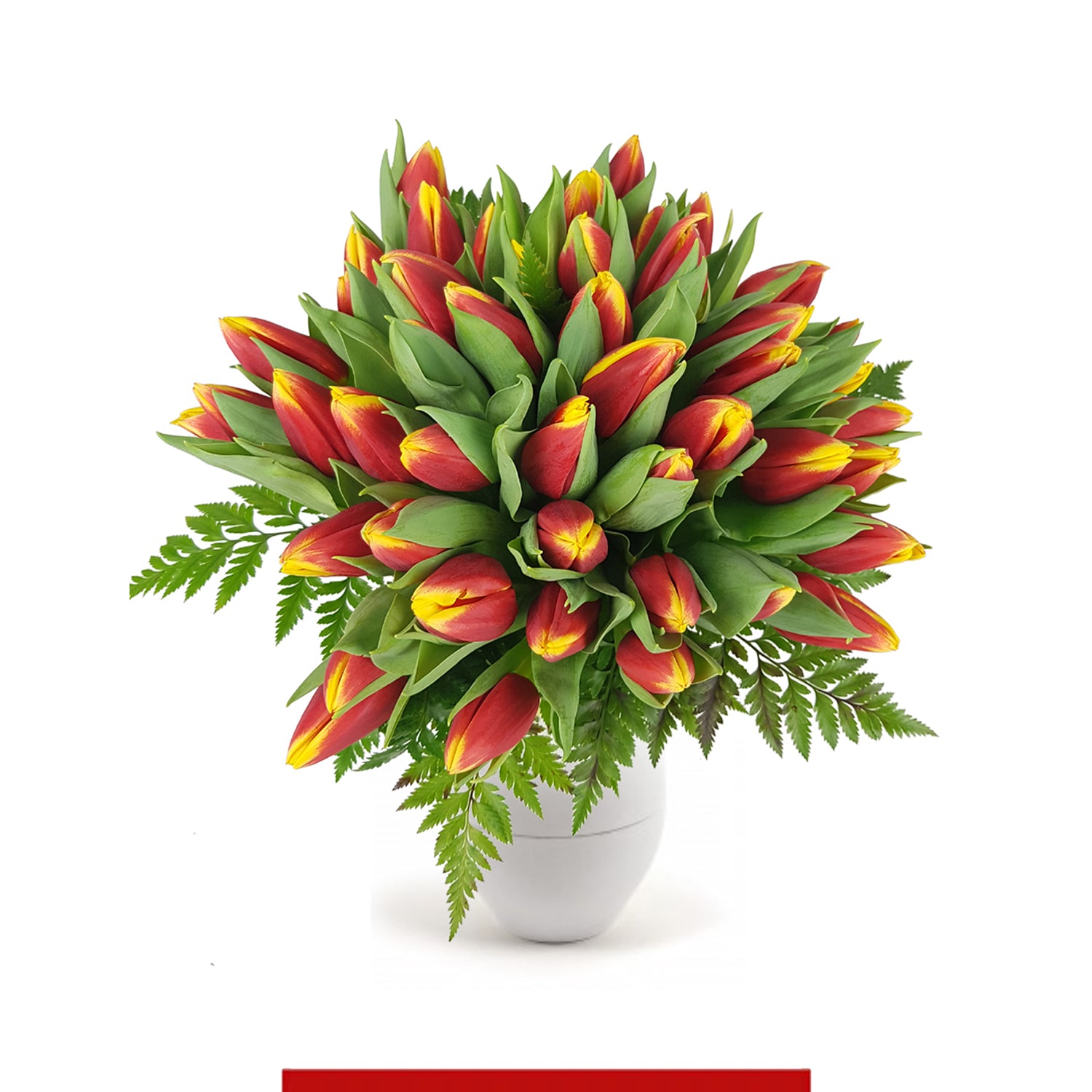 Tulipani