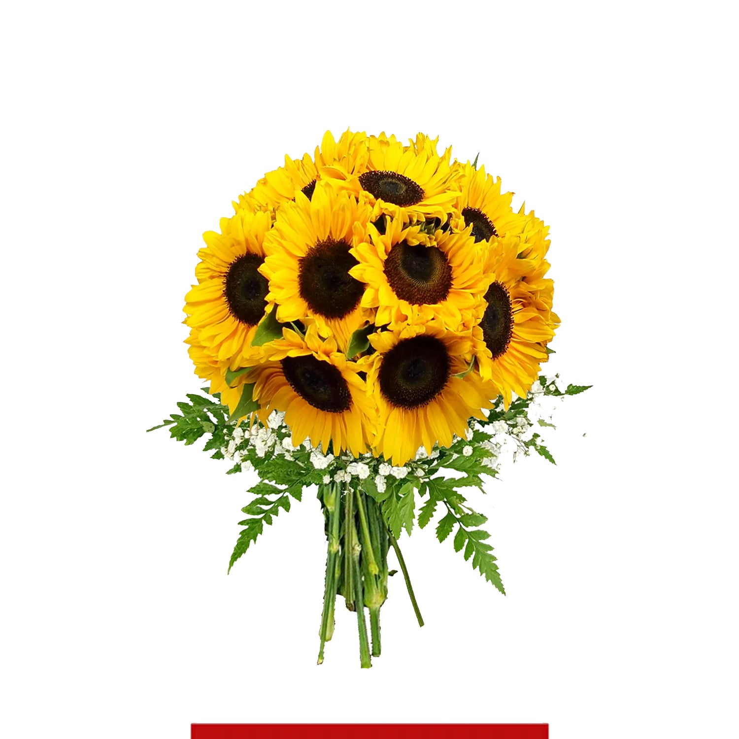 Girasoli