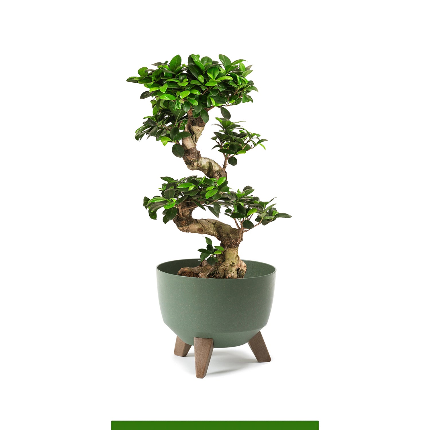 Bonsai