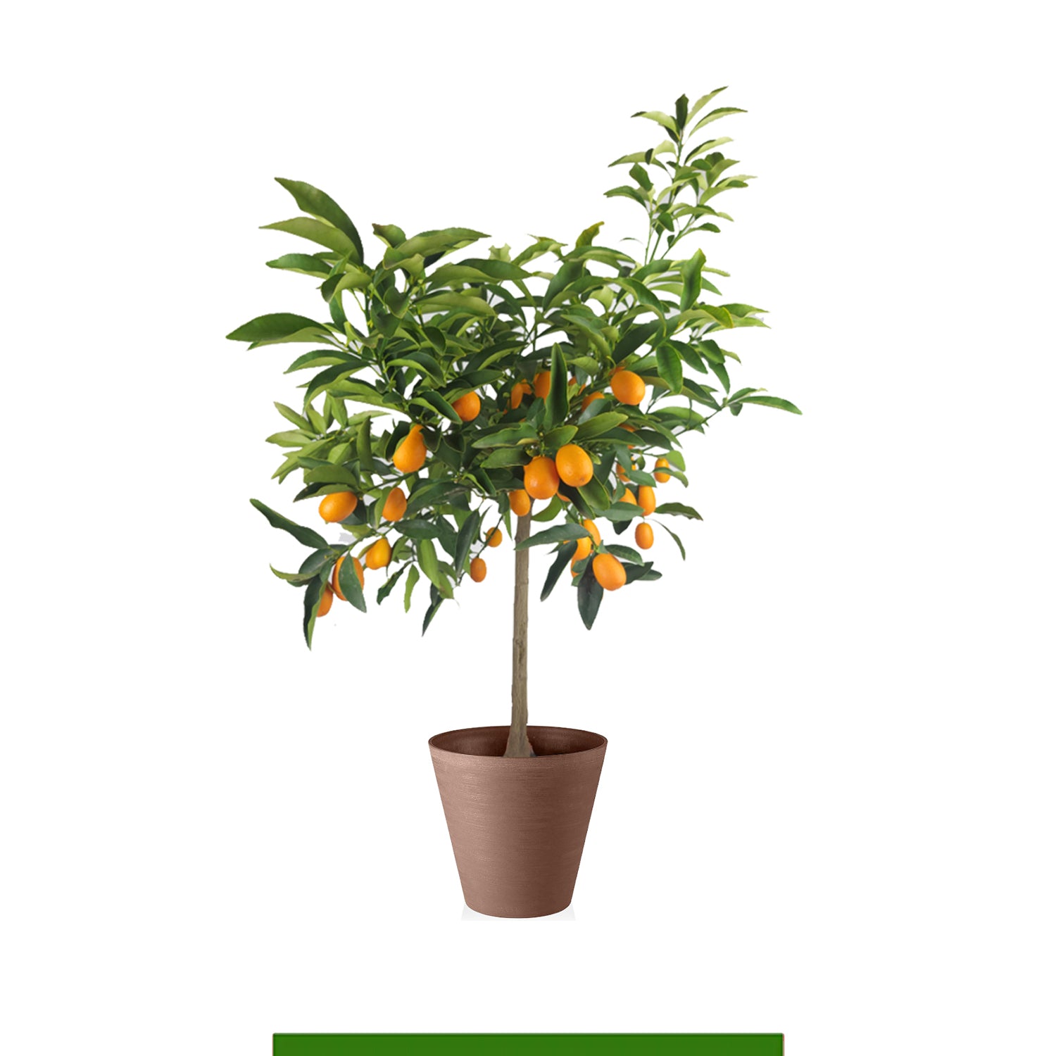 Piante da esterno