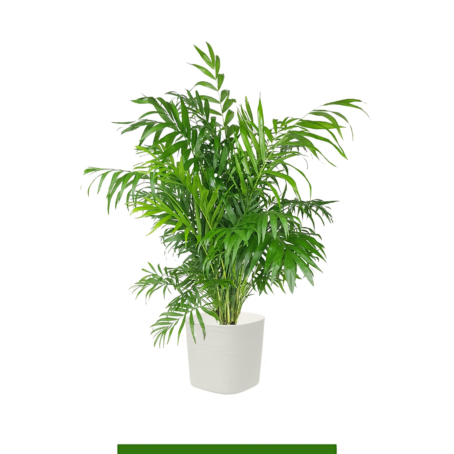 Piante da interno