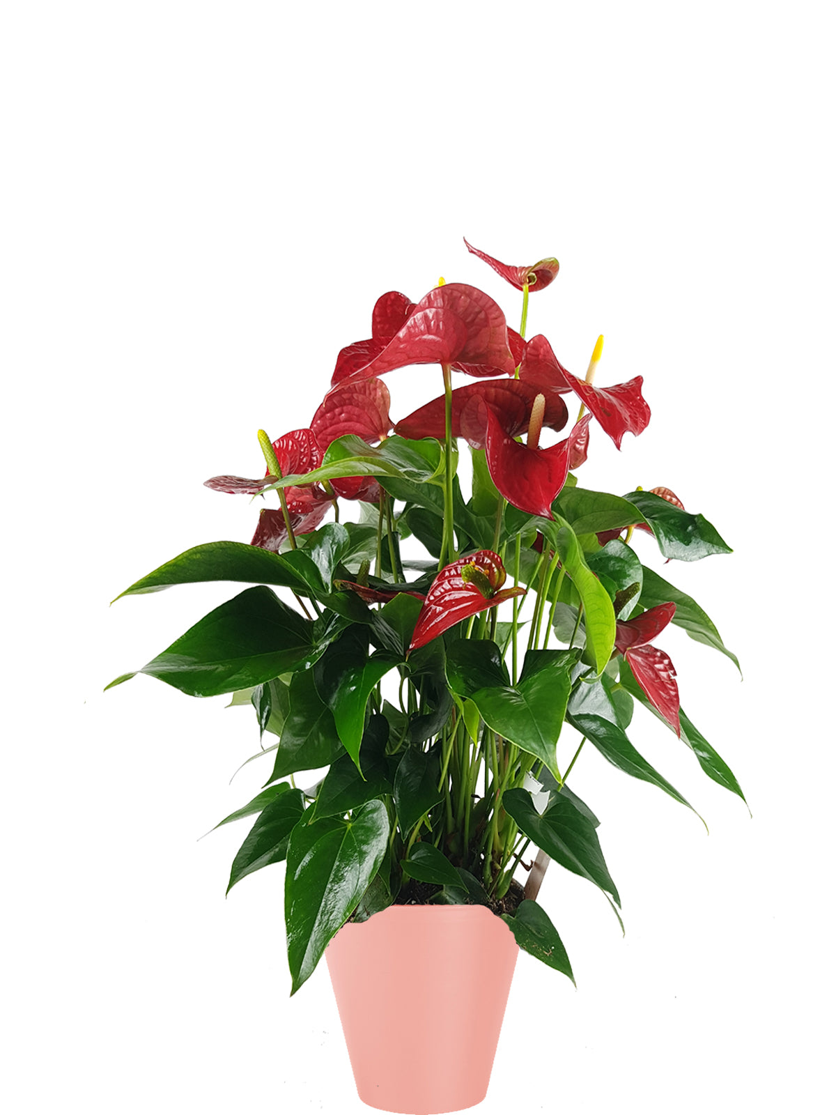 Anthurium extra