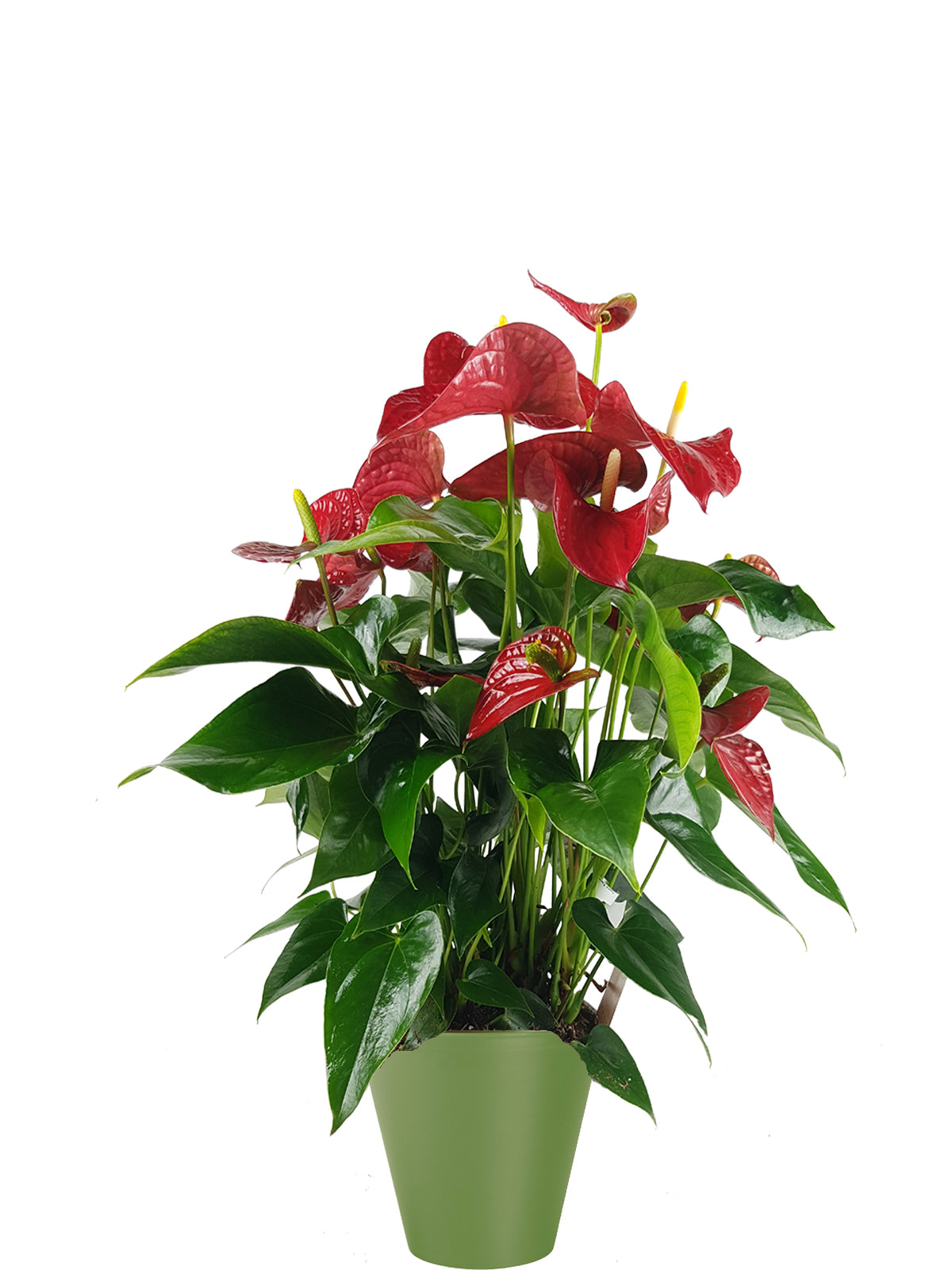 Anthurium extra