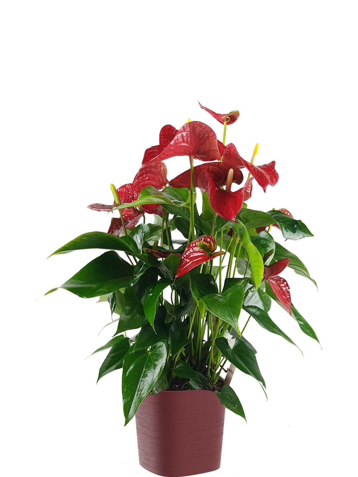 Anthurium extra
