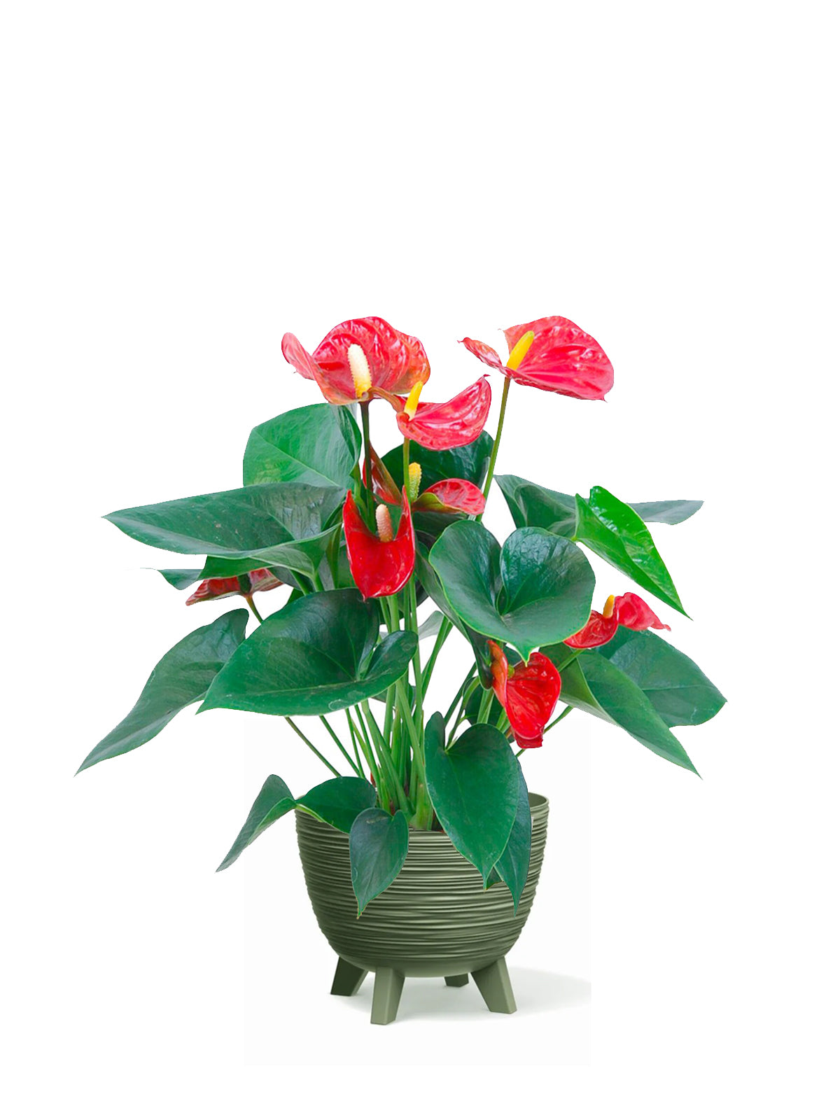 Anthurium grande