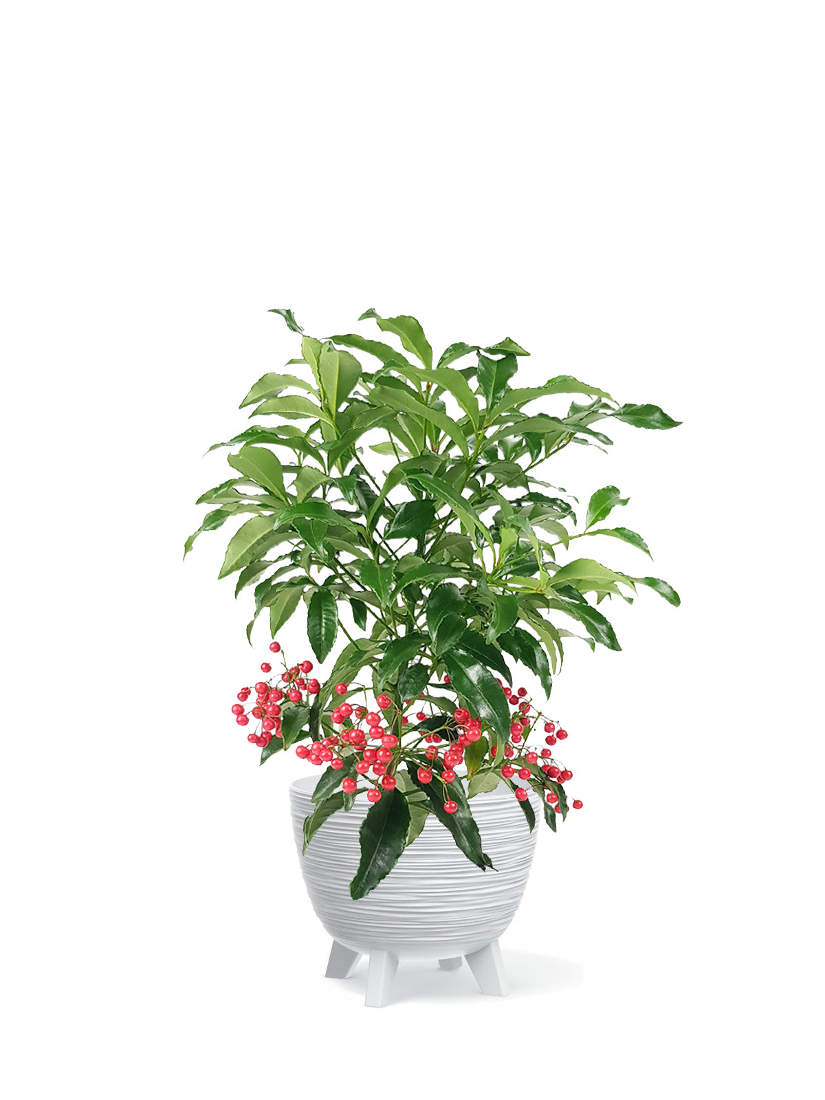 Ardisia grande