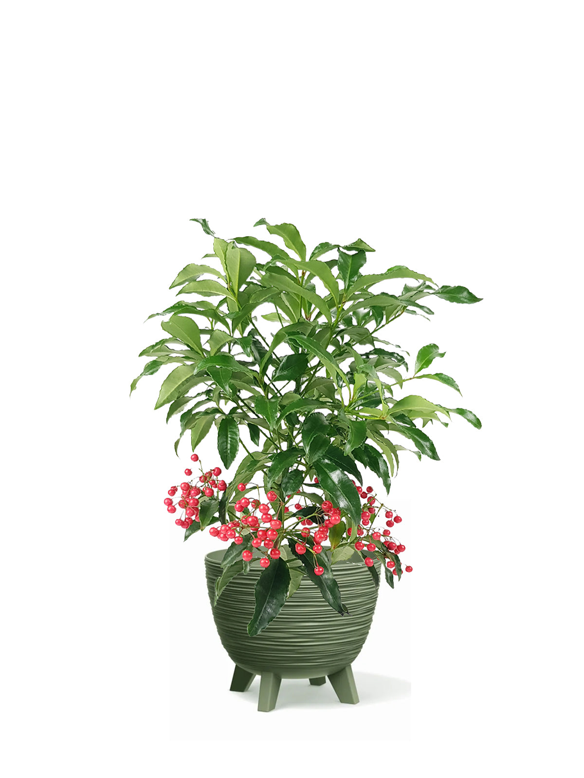 Ardisia grande