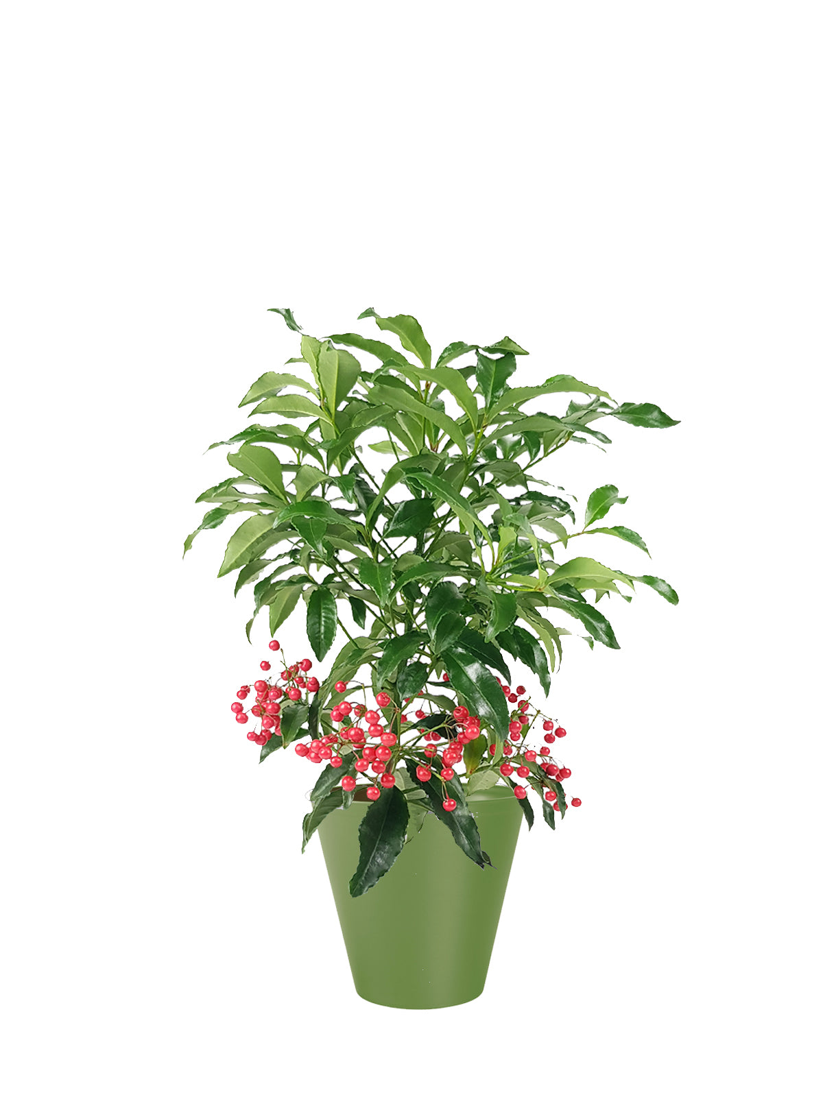 Ardisia grande