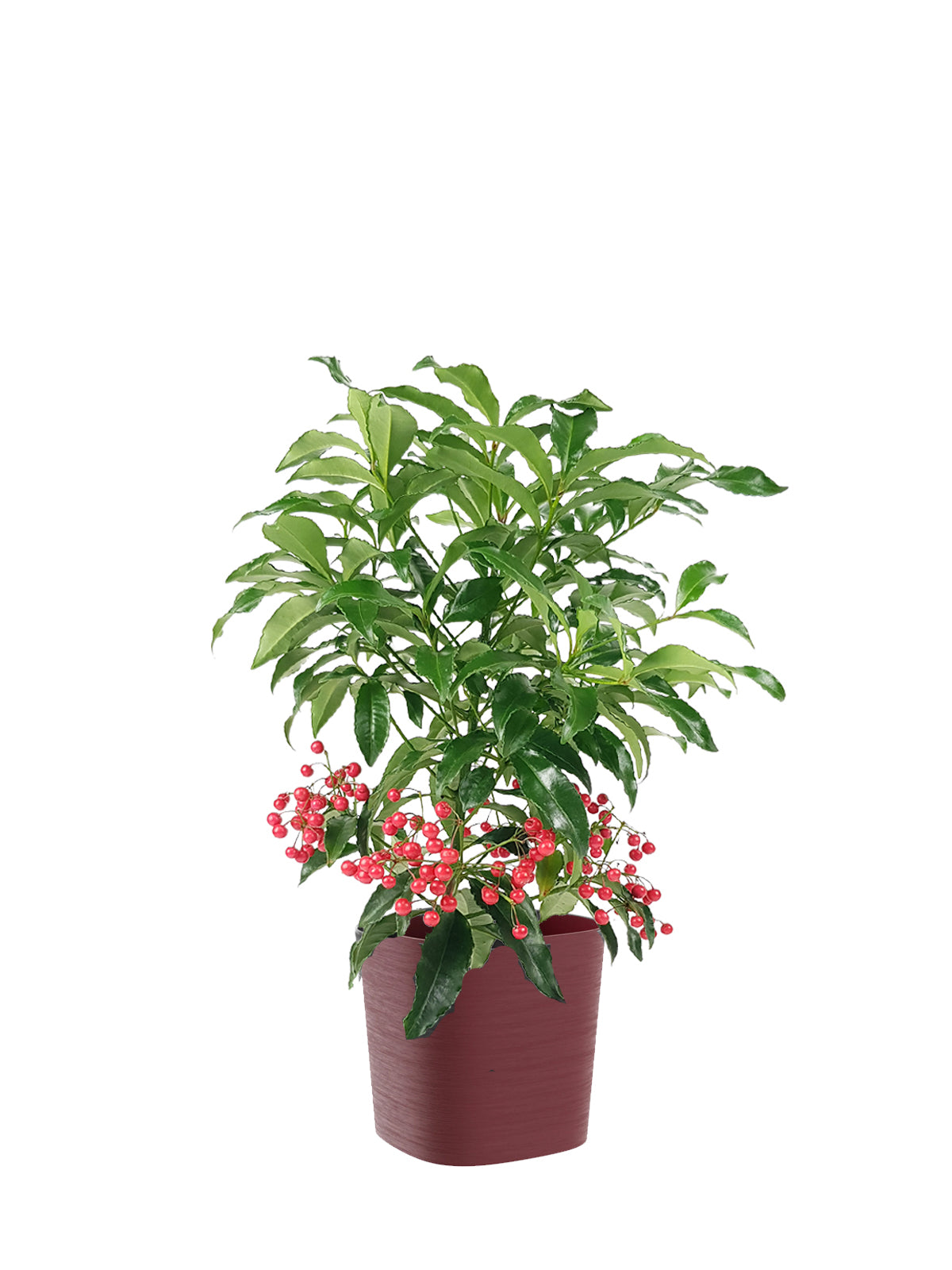 Ardisia grande