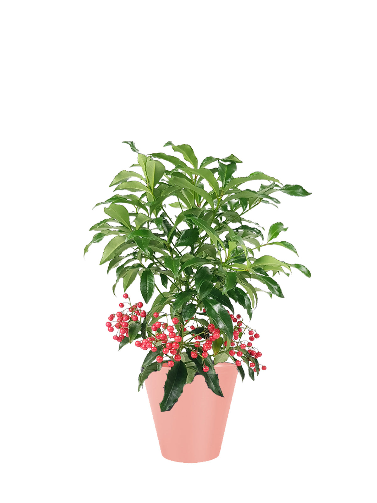 Ardisia grande