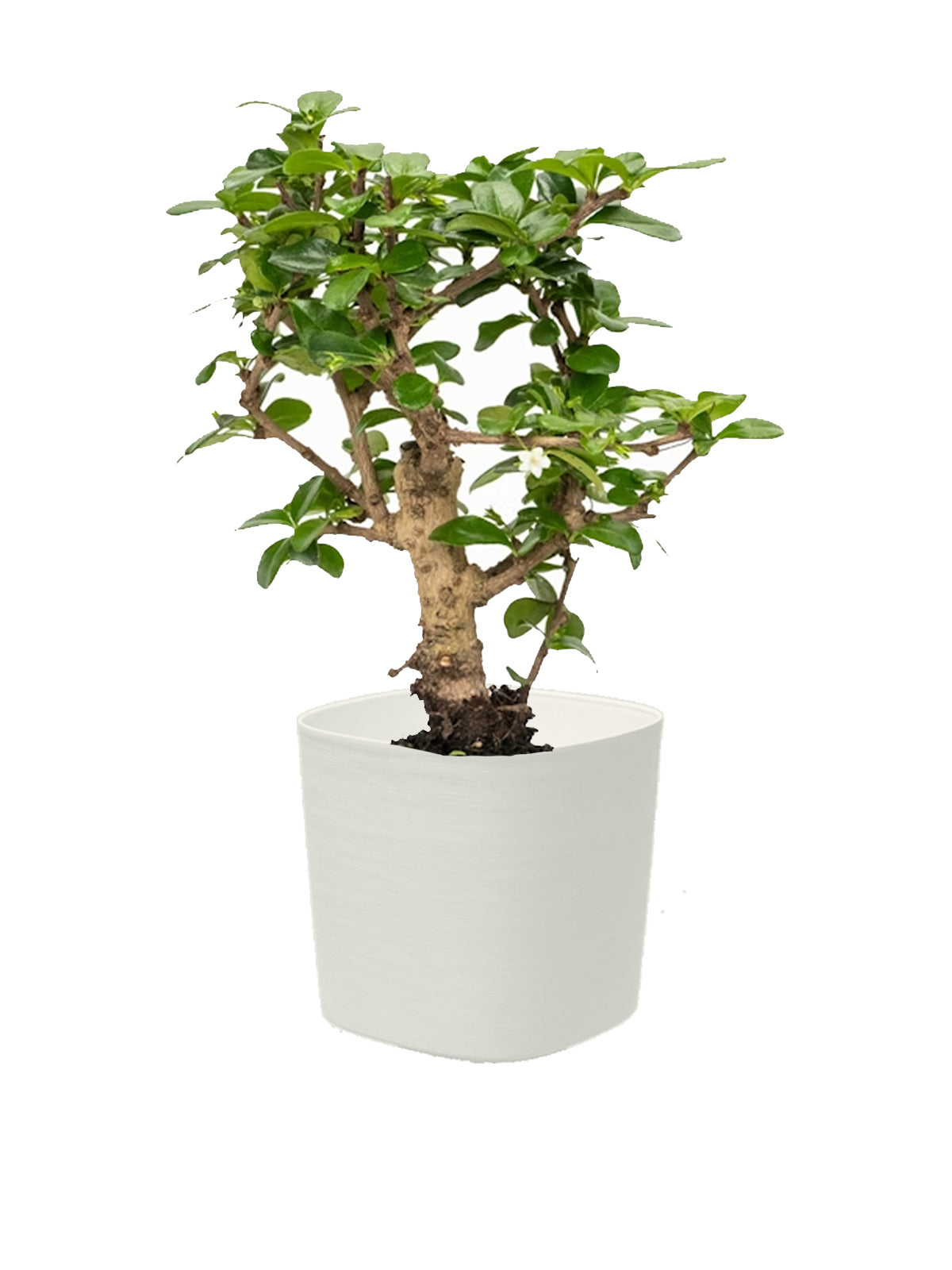 Bonsai Carmona