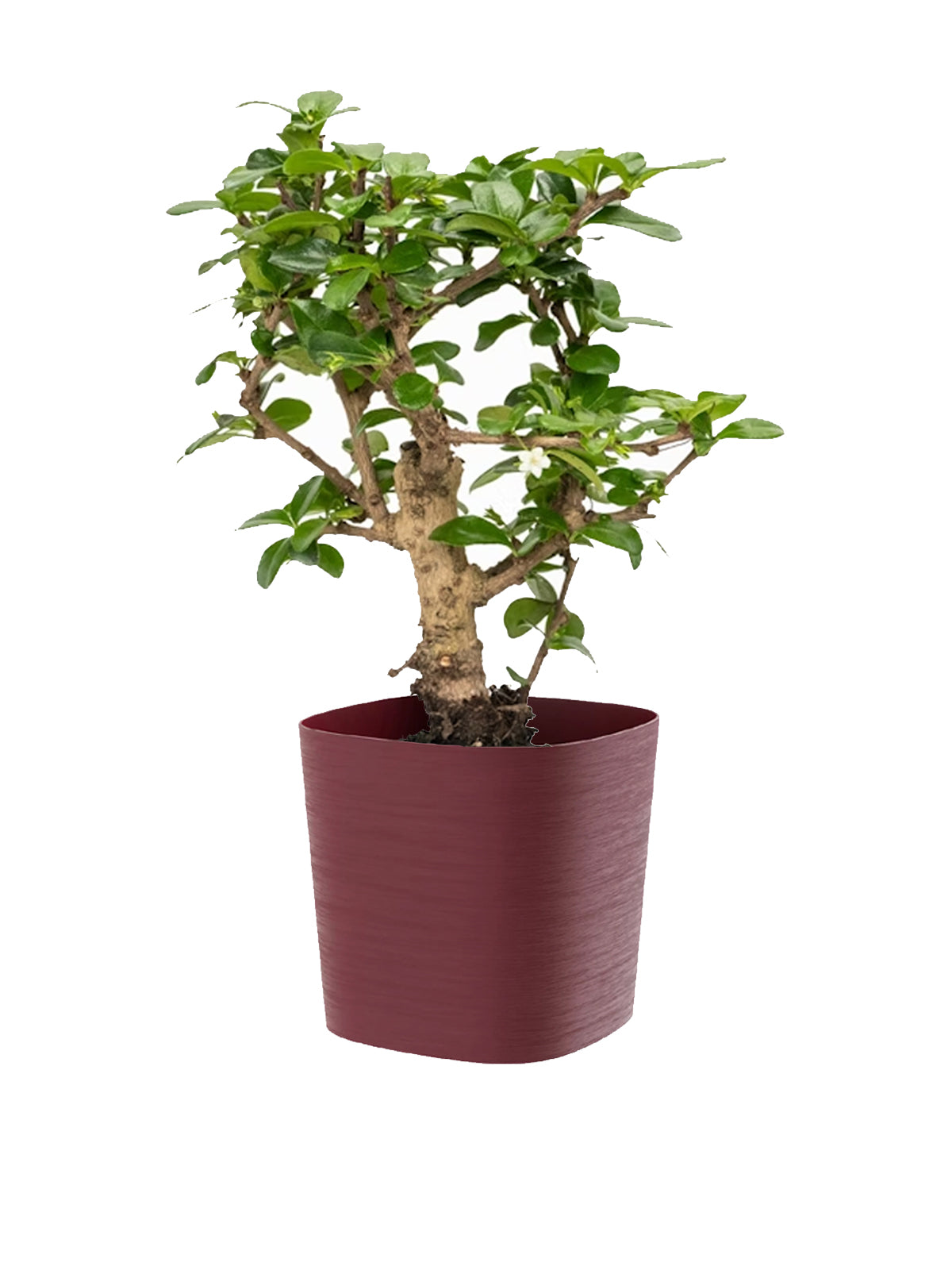 Bonsai Carmona