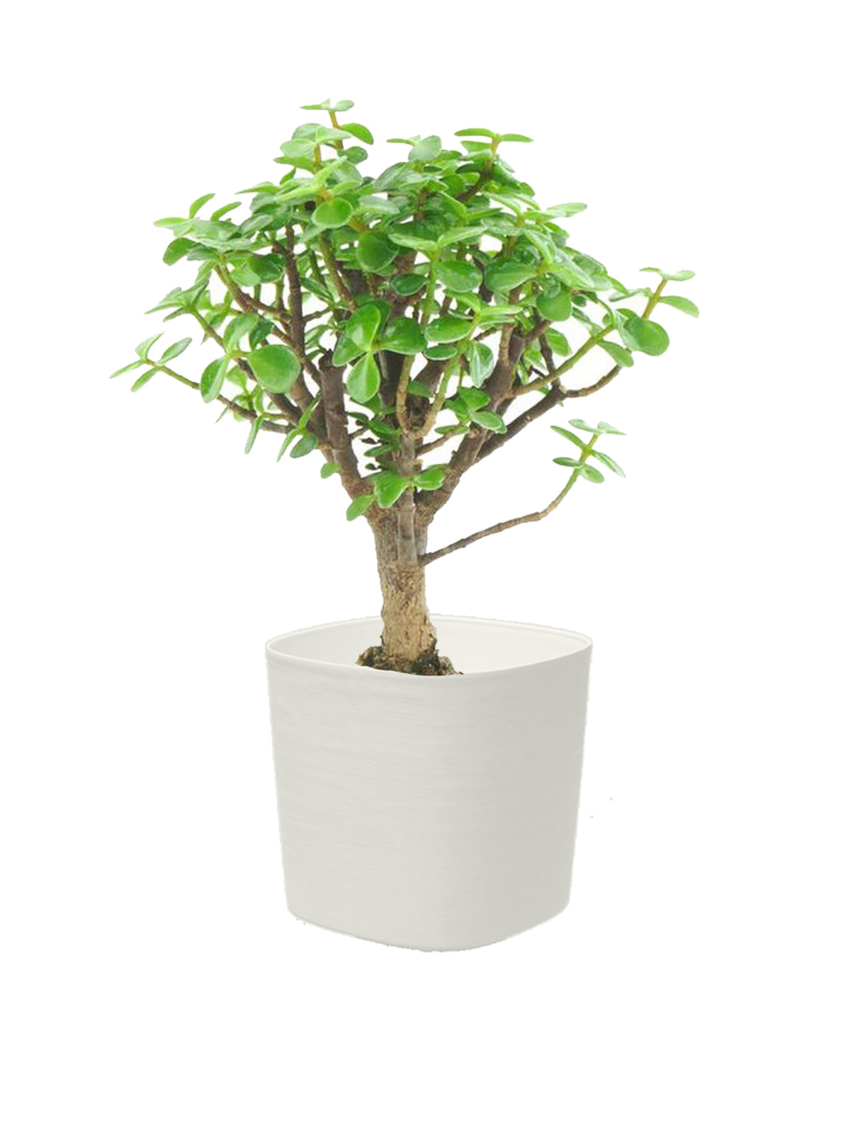 Bonsai Crassula