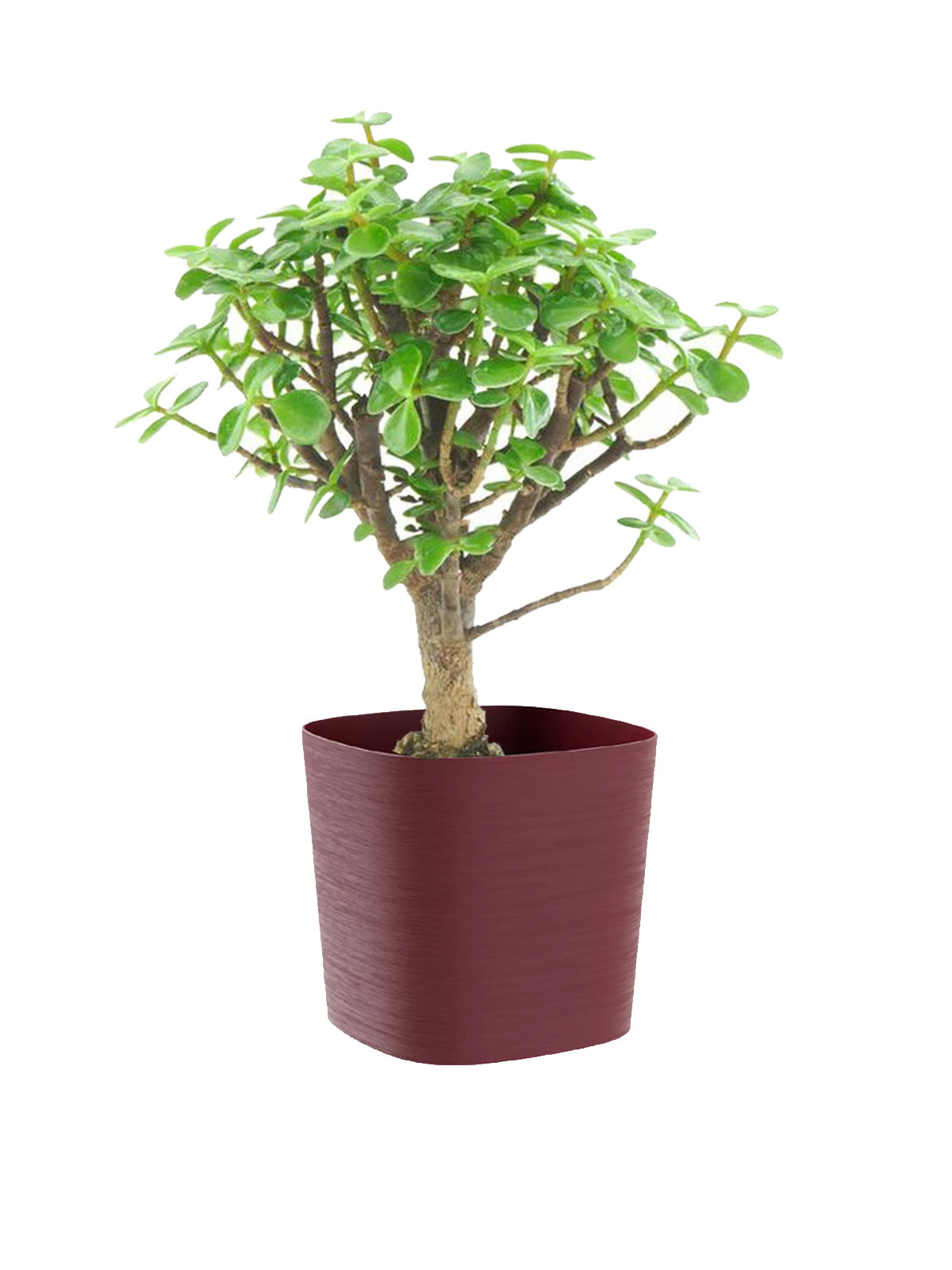 Bonsai Crassula