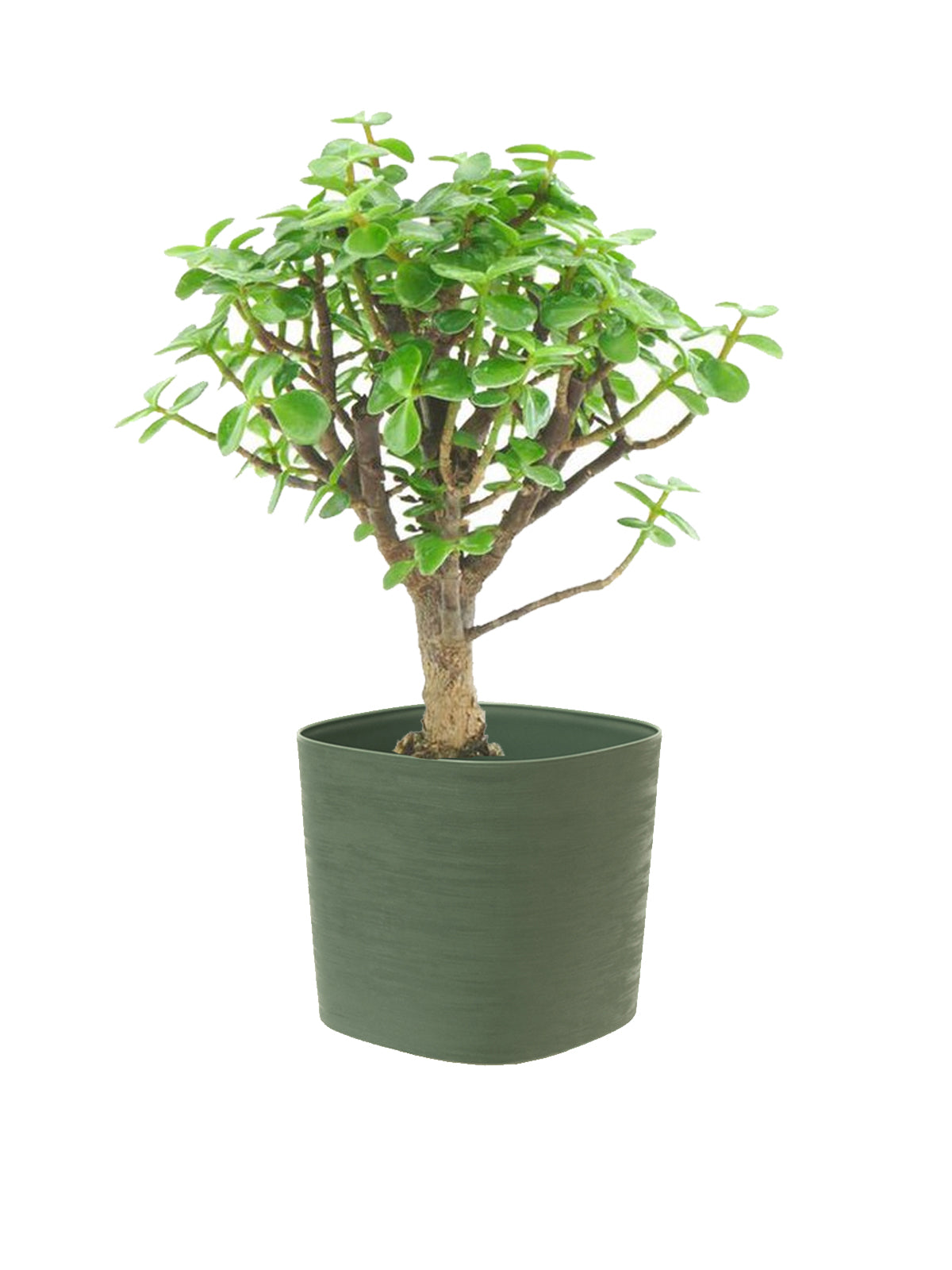 Bonsai Crassula