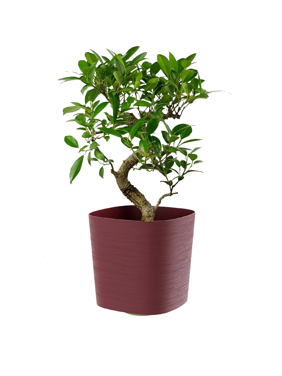Bonsai Ficus