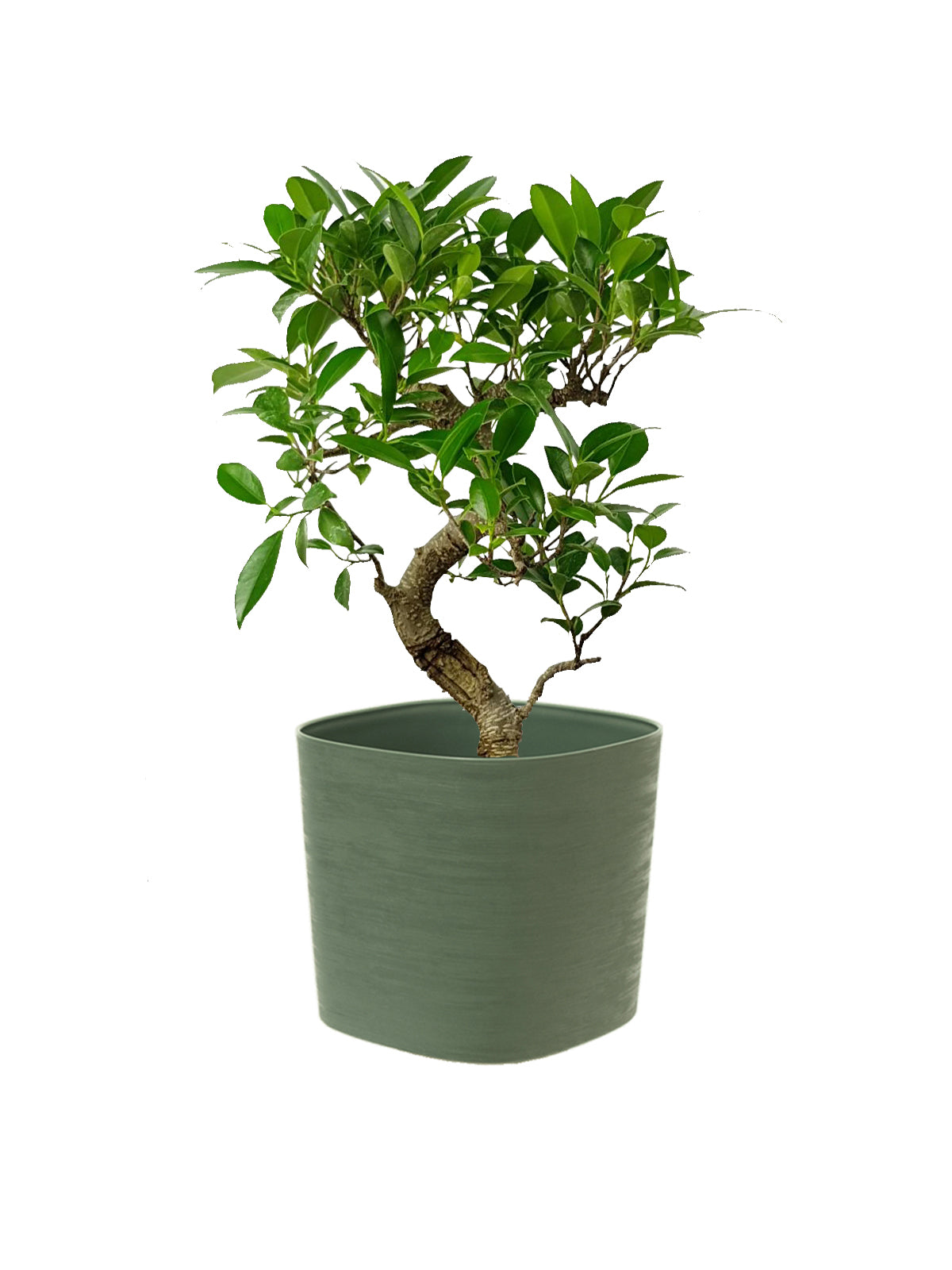 Bonsai Ficus