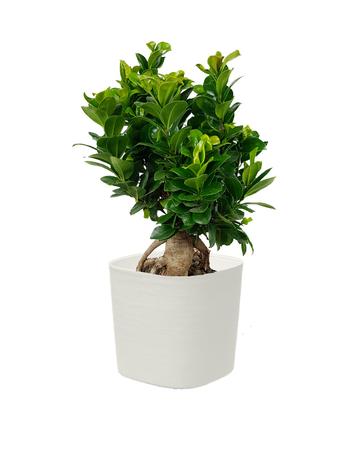 Bonsai Ginseng