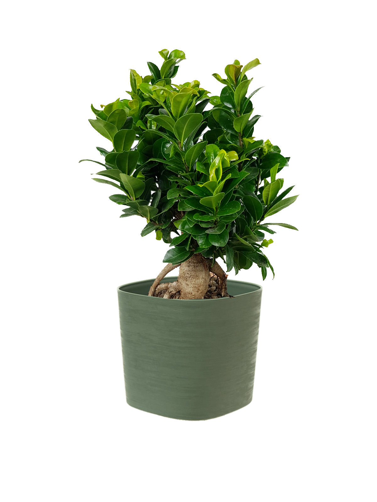 Bonsai Ginseng