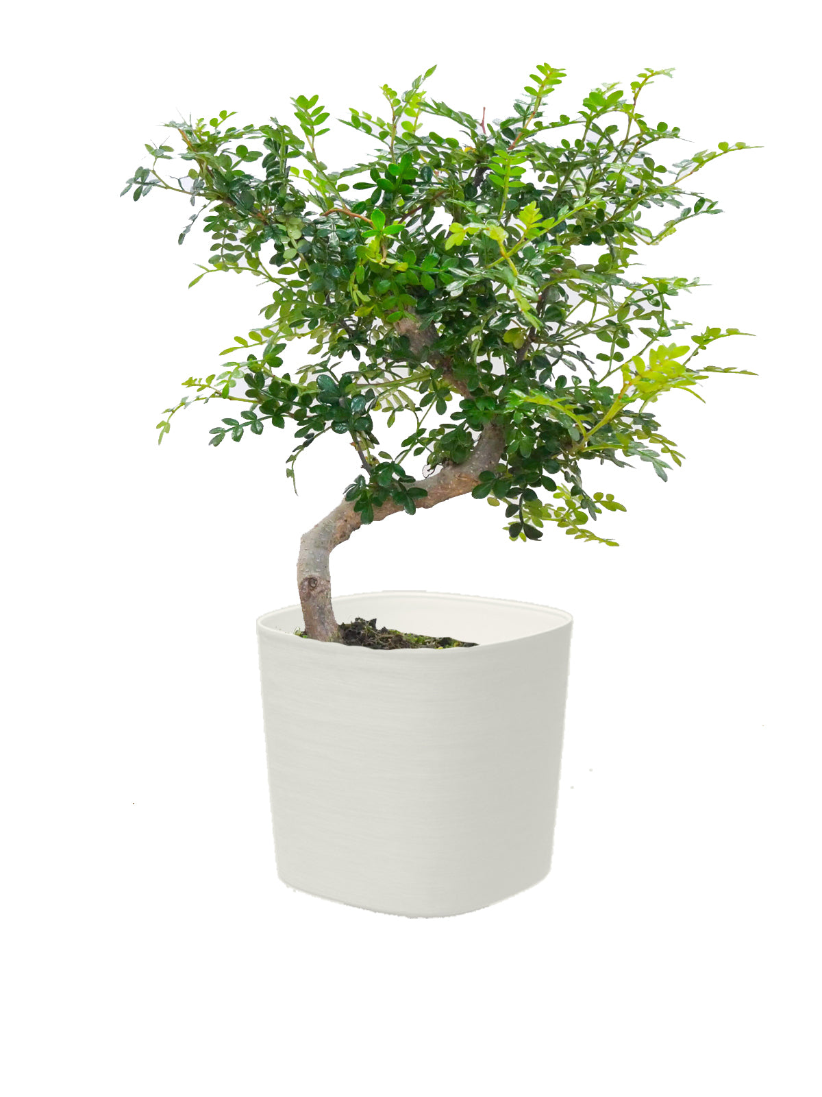 Bonsai Pepe