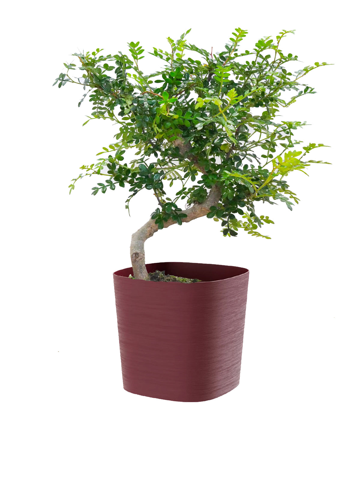 Bonsai Pepe