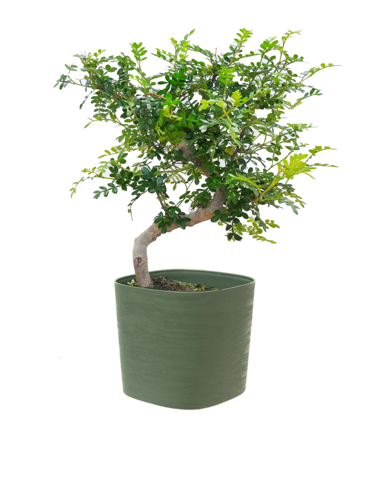 Bonsai Pepe