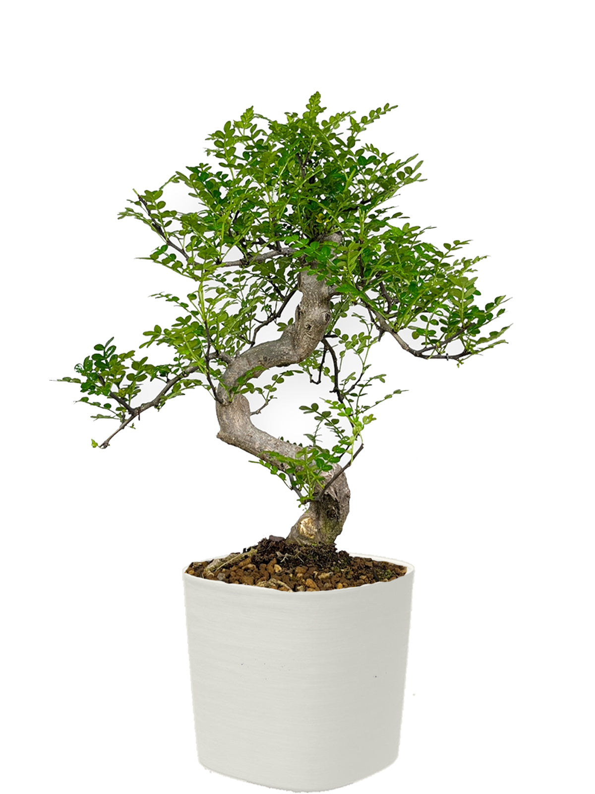 Bonsai Pepe esemplare
