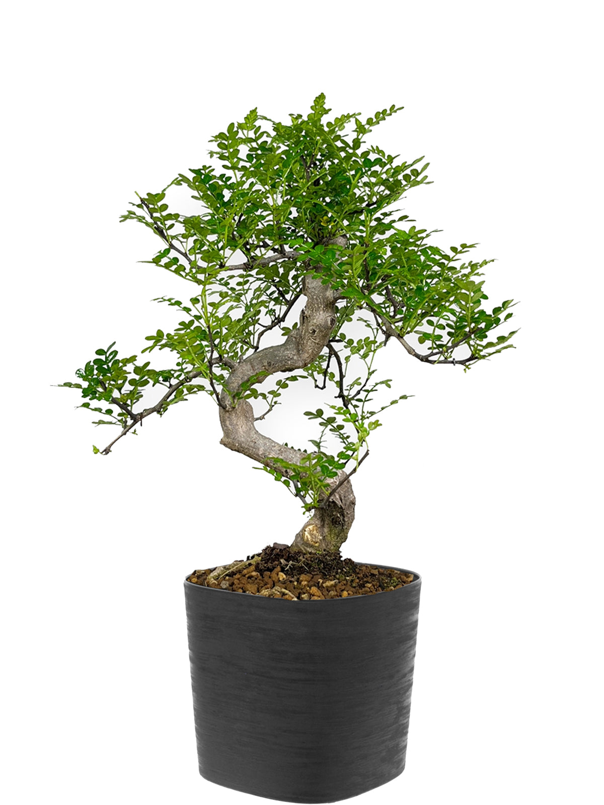 Bonsai Pepe esemplare