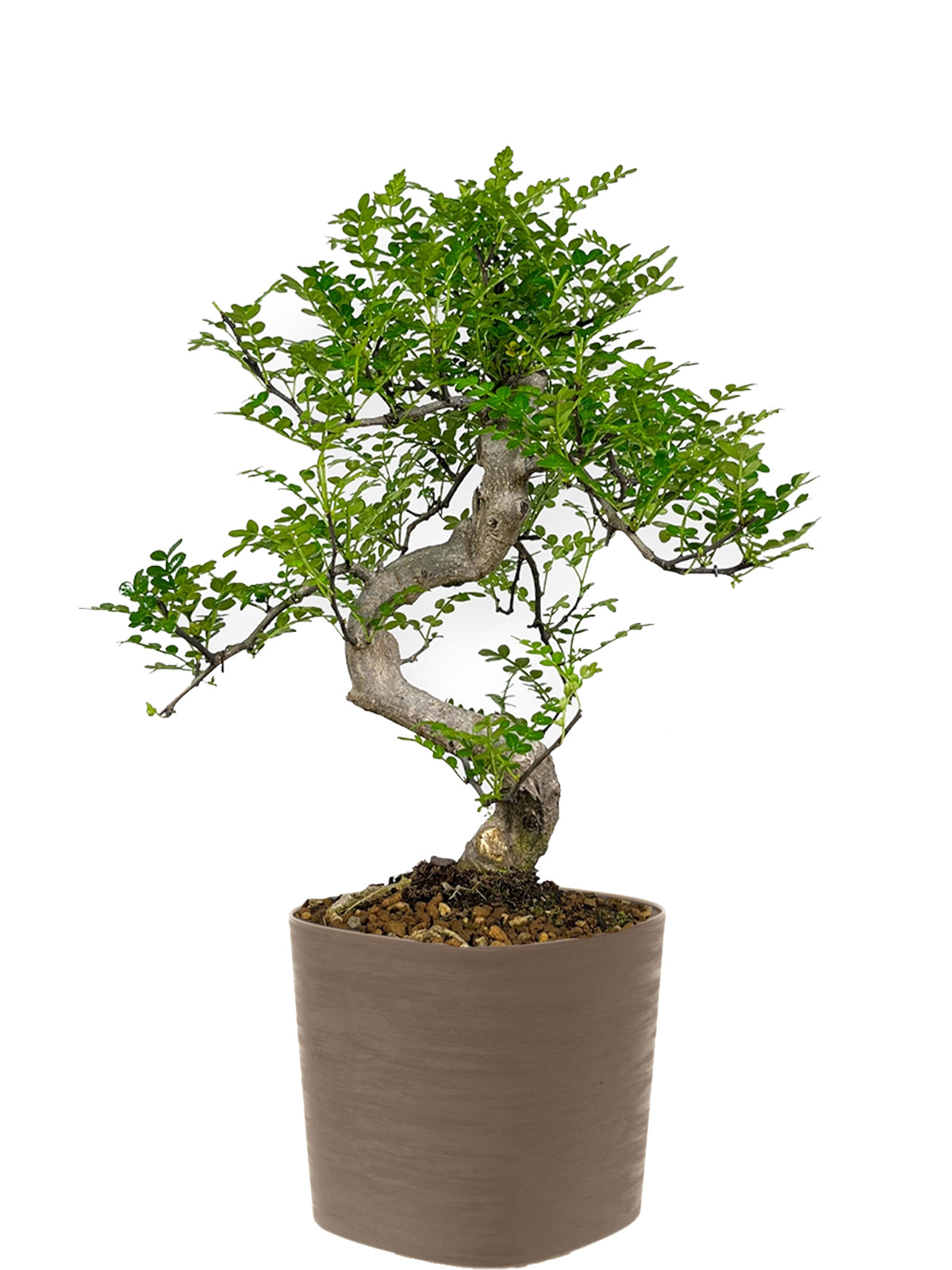 Bonsai Pepe esemplare
