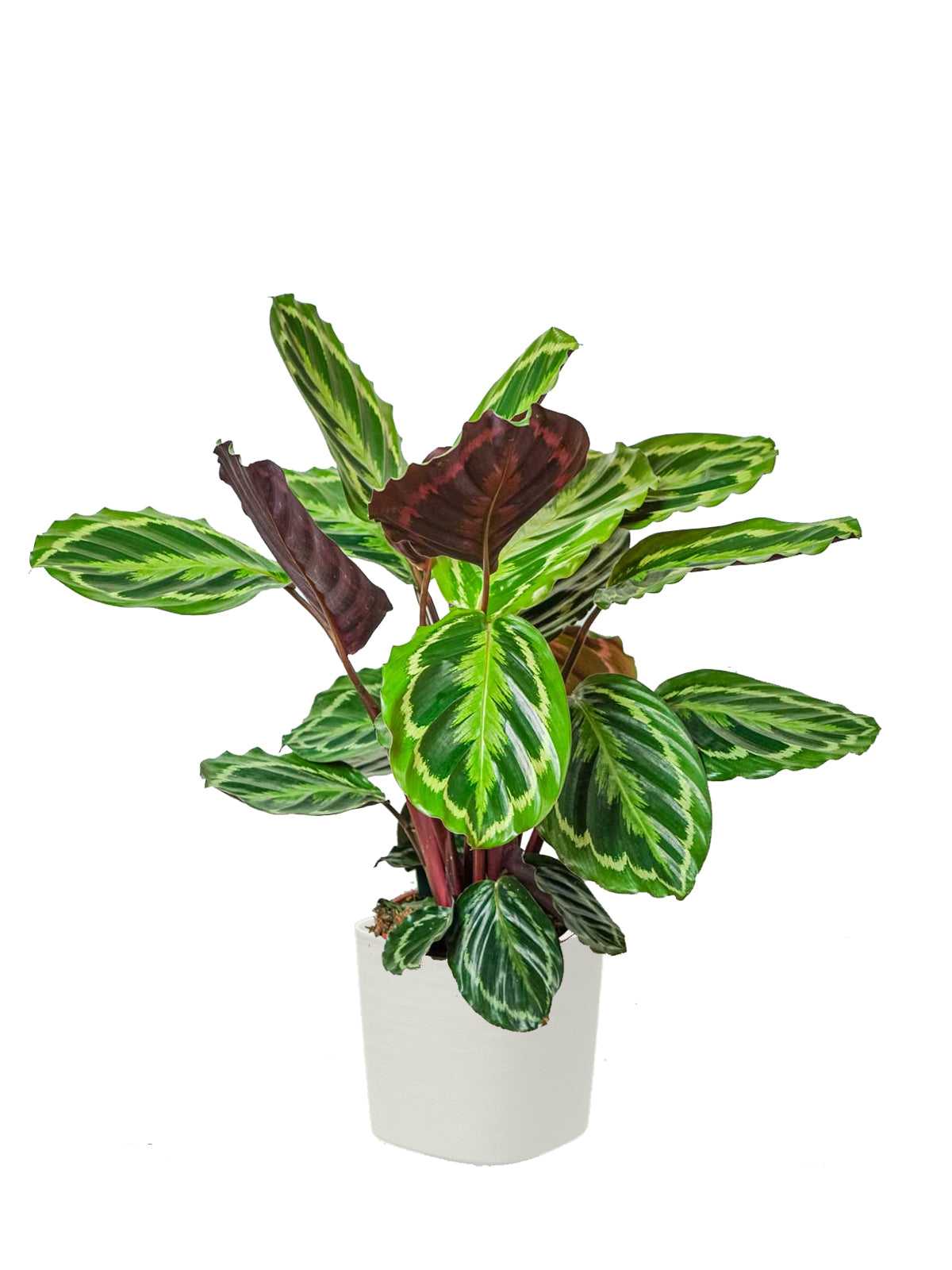 Calathea grande
