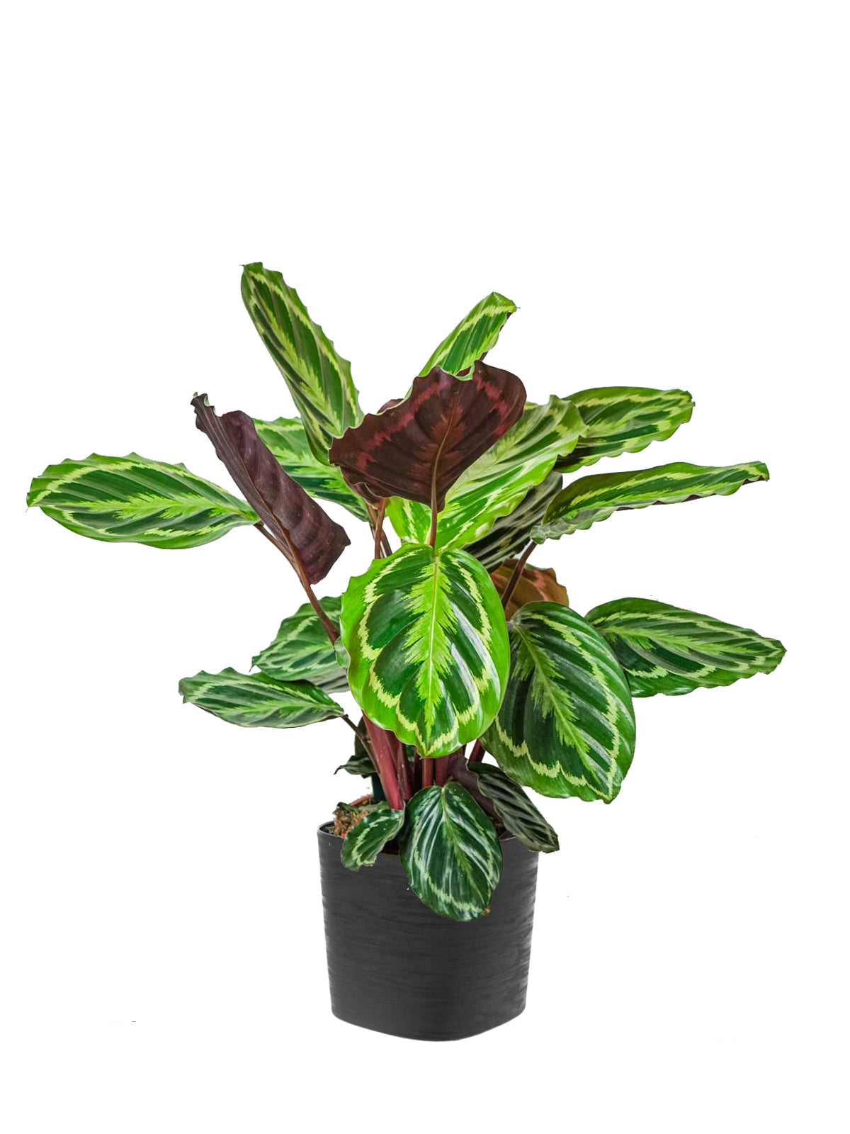Calathea grande