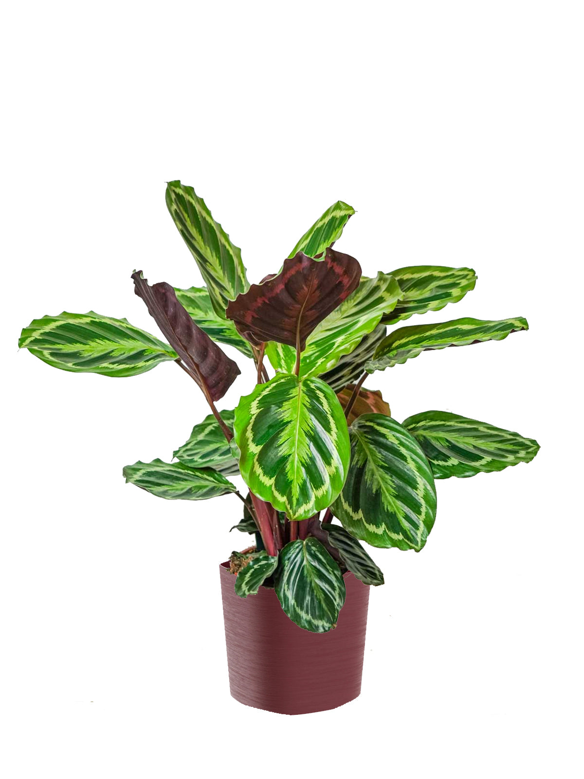 Calathea grande