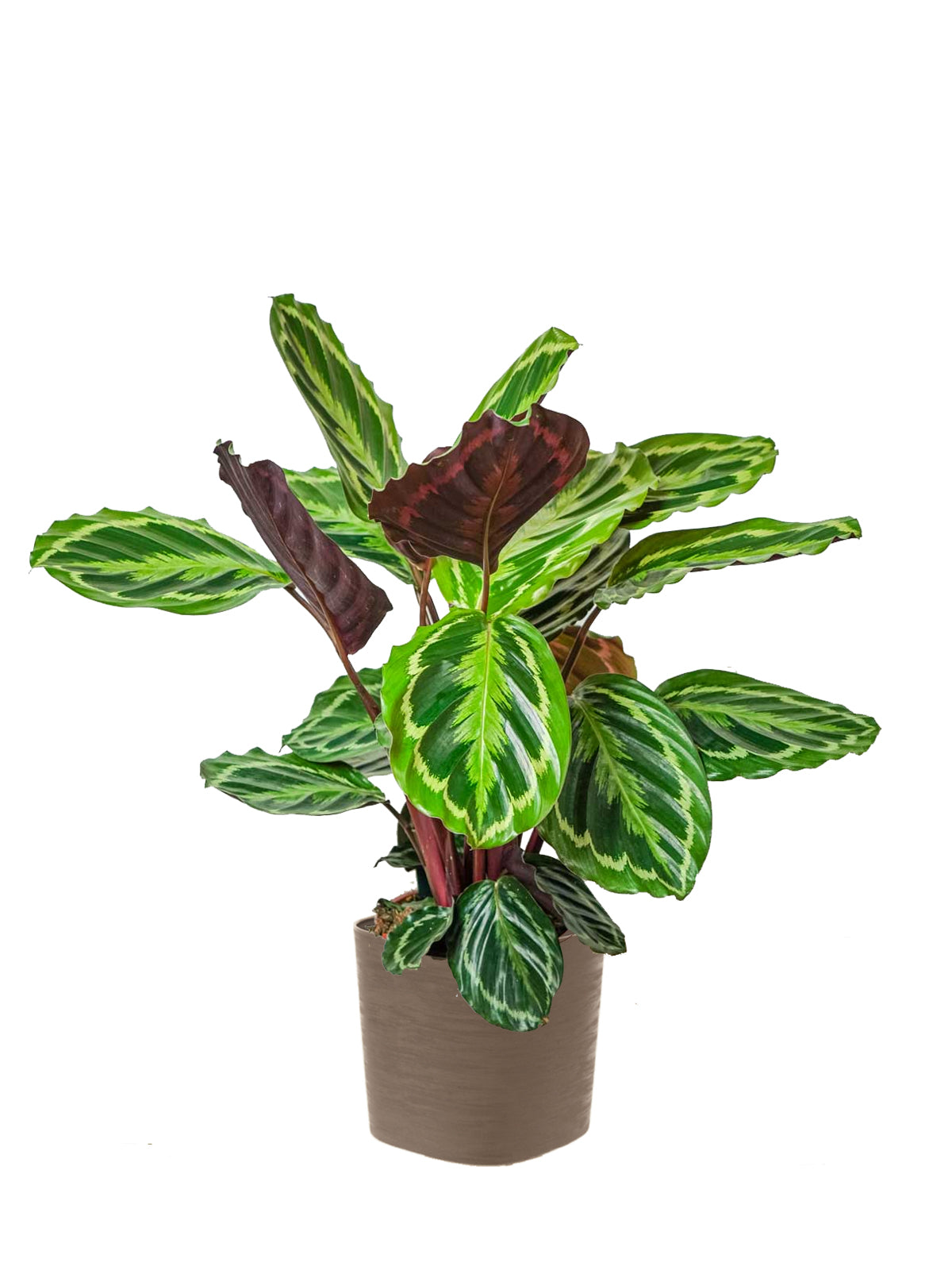 Calathea grande