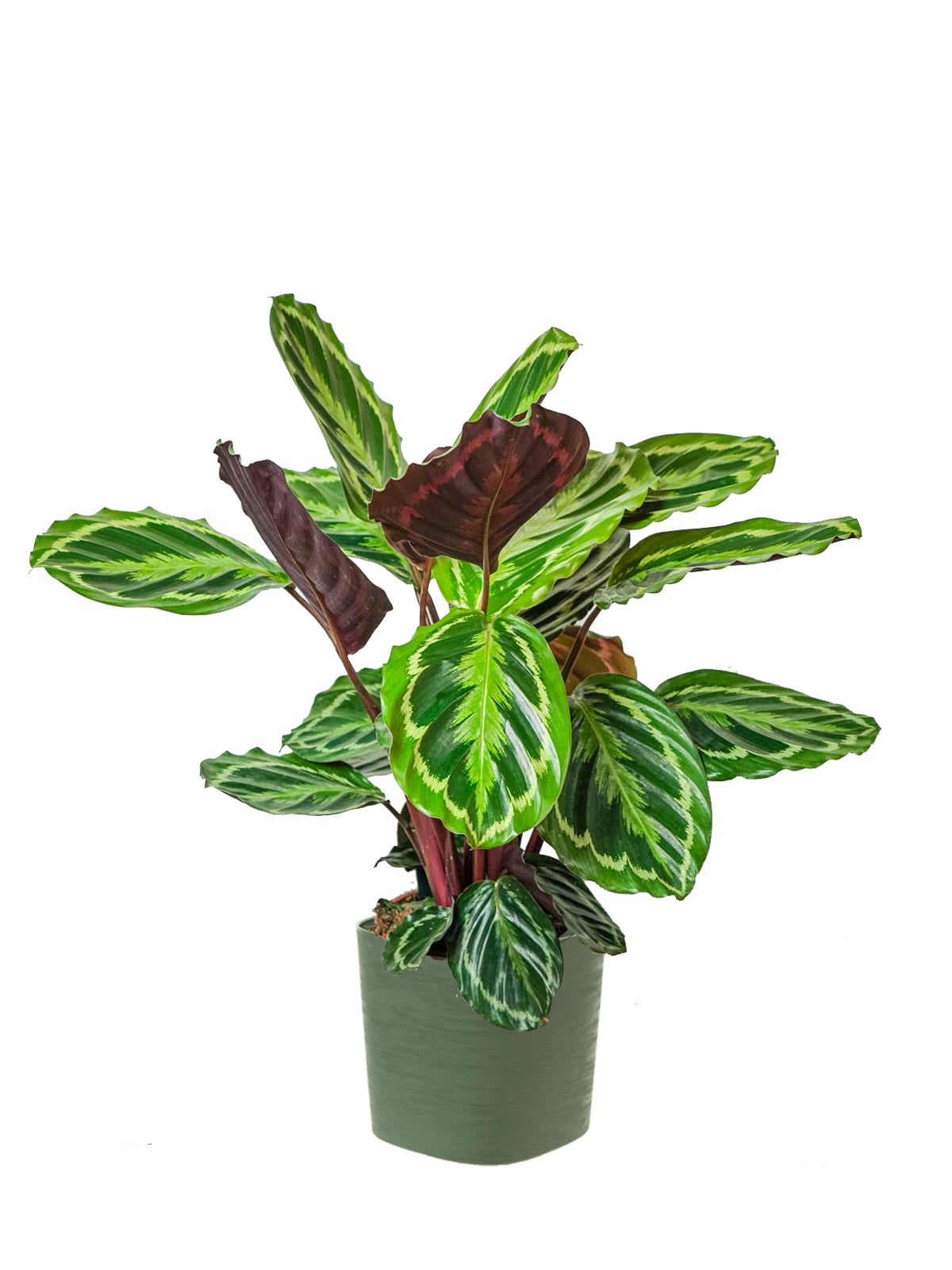 Calathea grande
