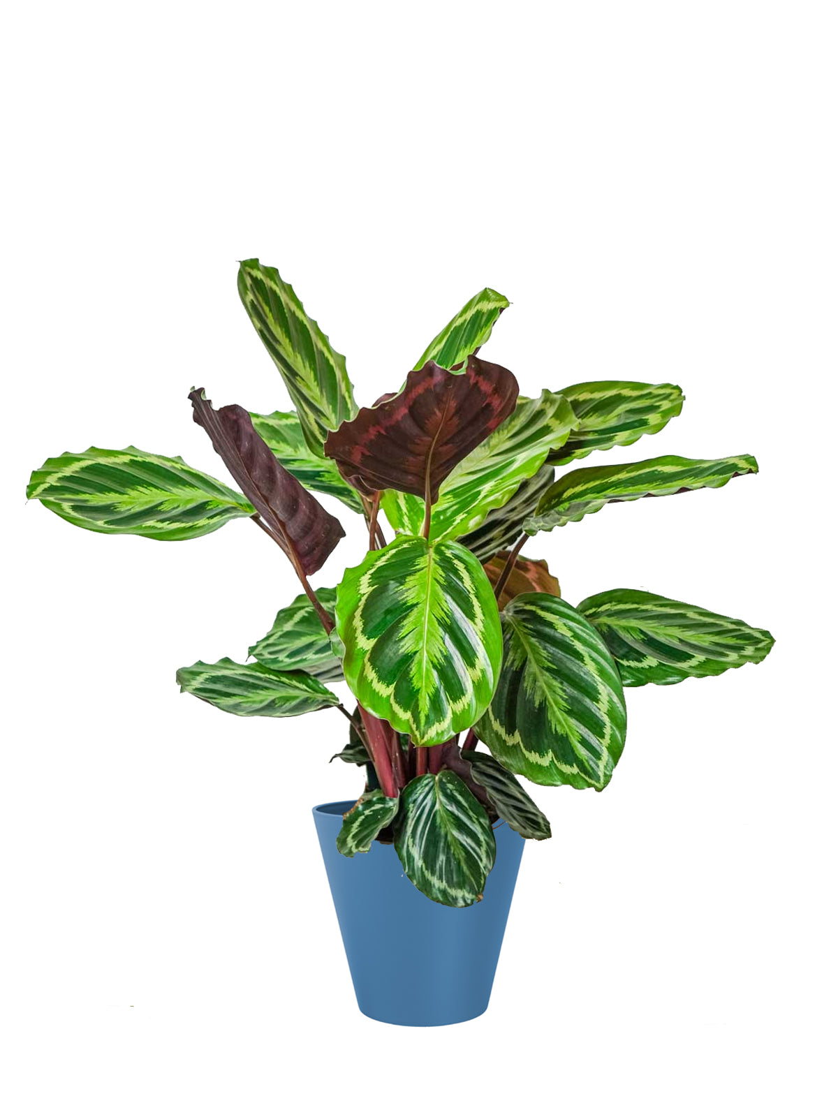 Calathea grande