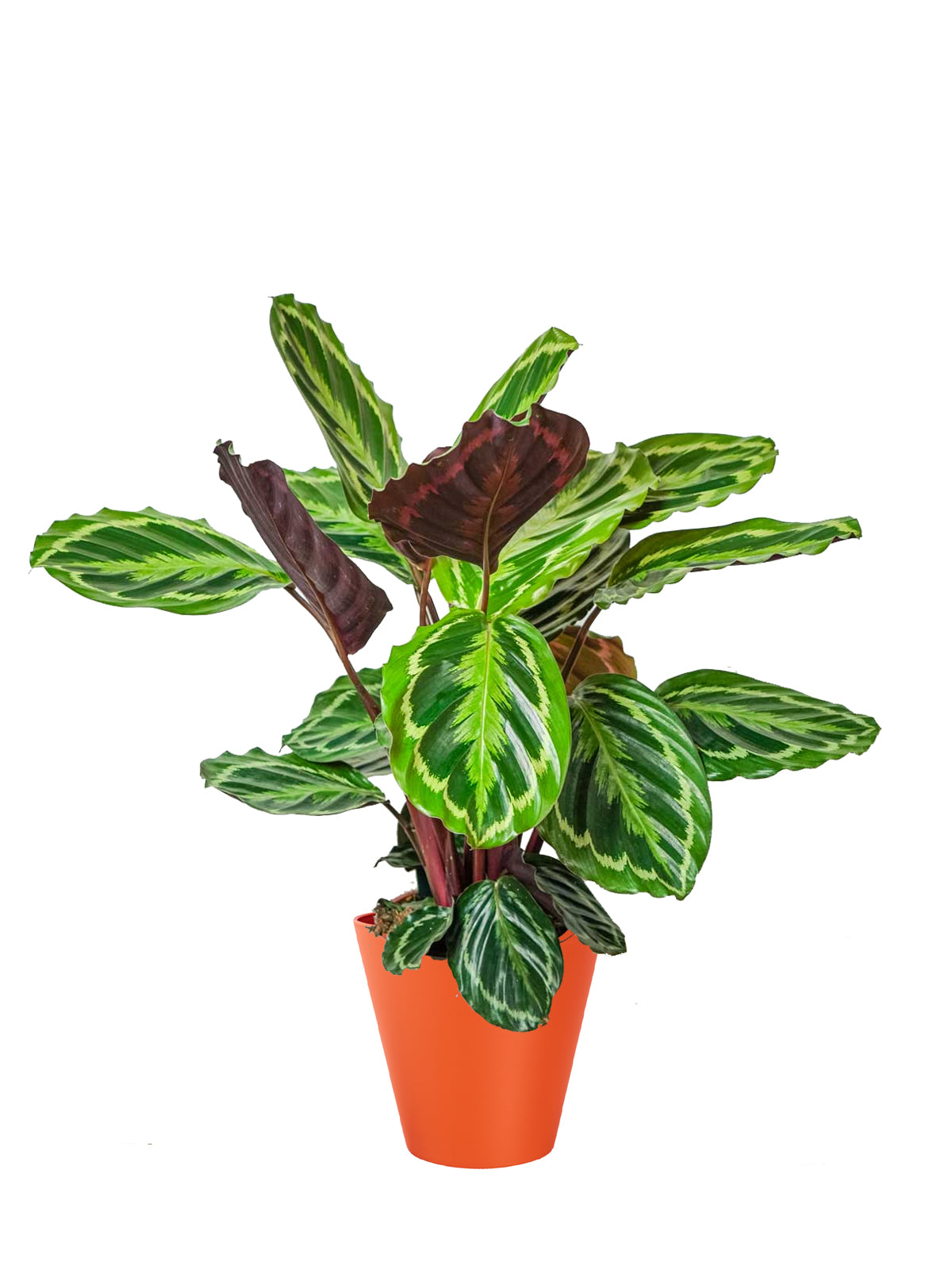 Calathea grande