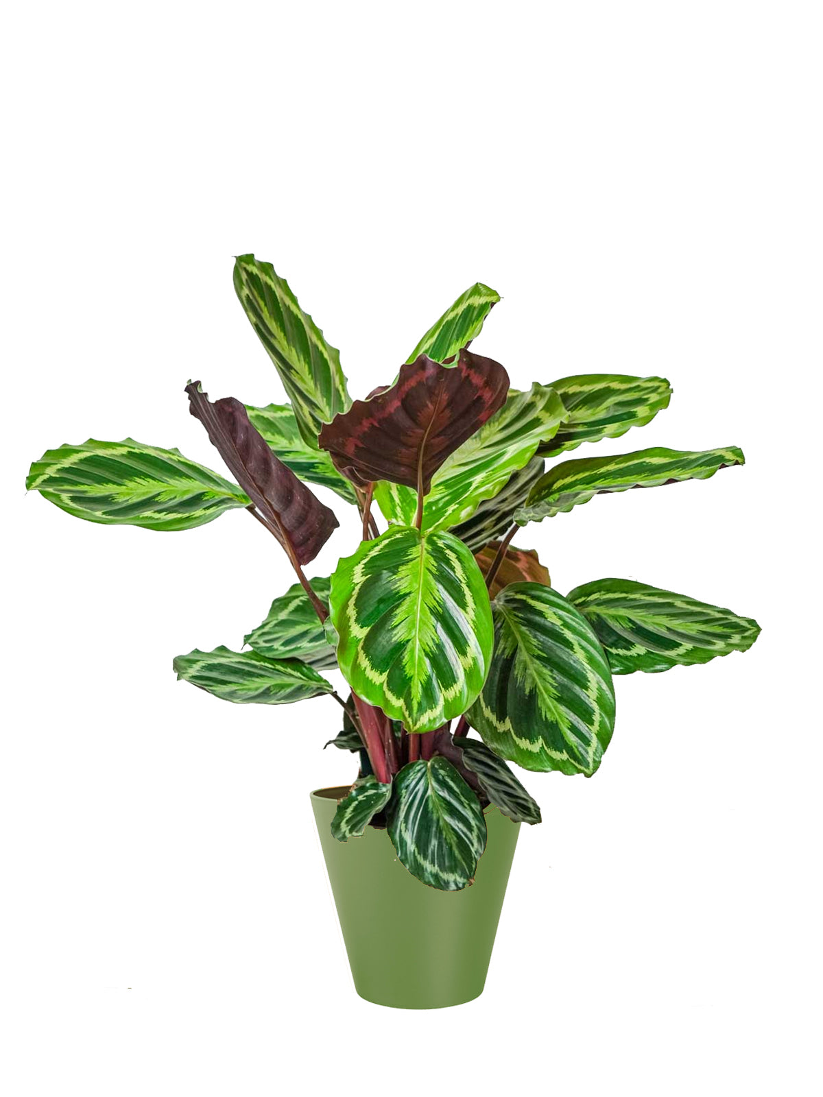 Calathea grande