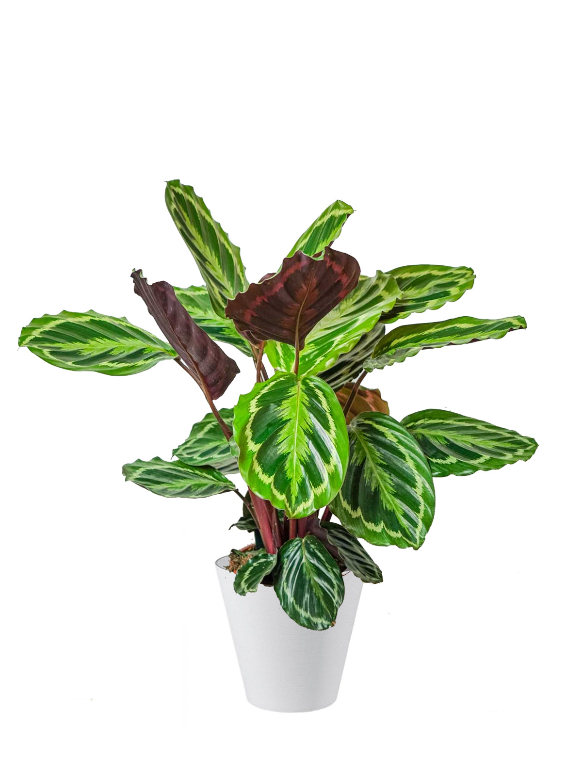Calathea grande