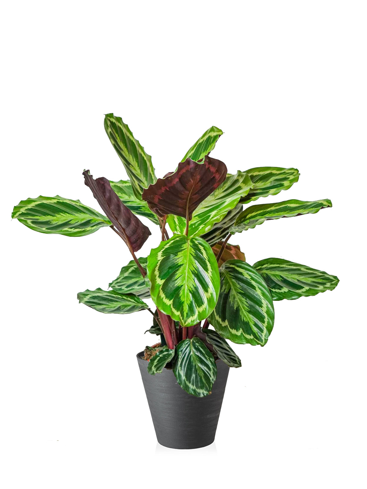 Calathea grande