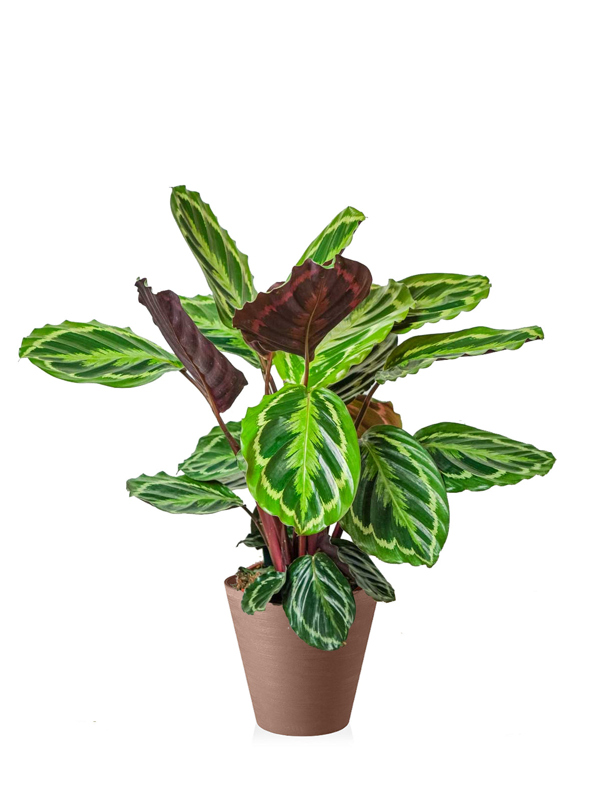 Calathea grande
