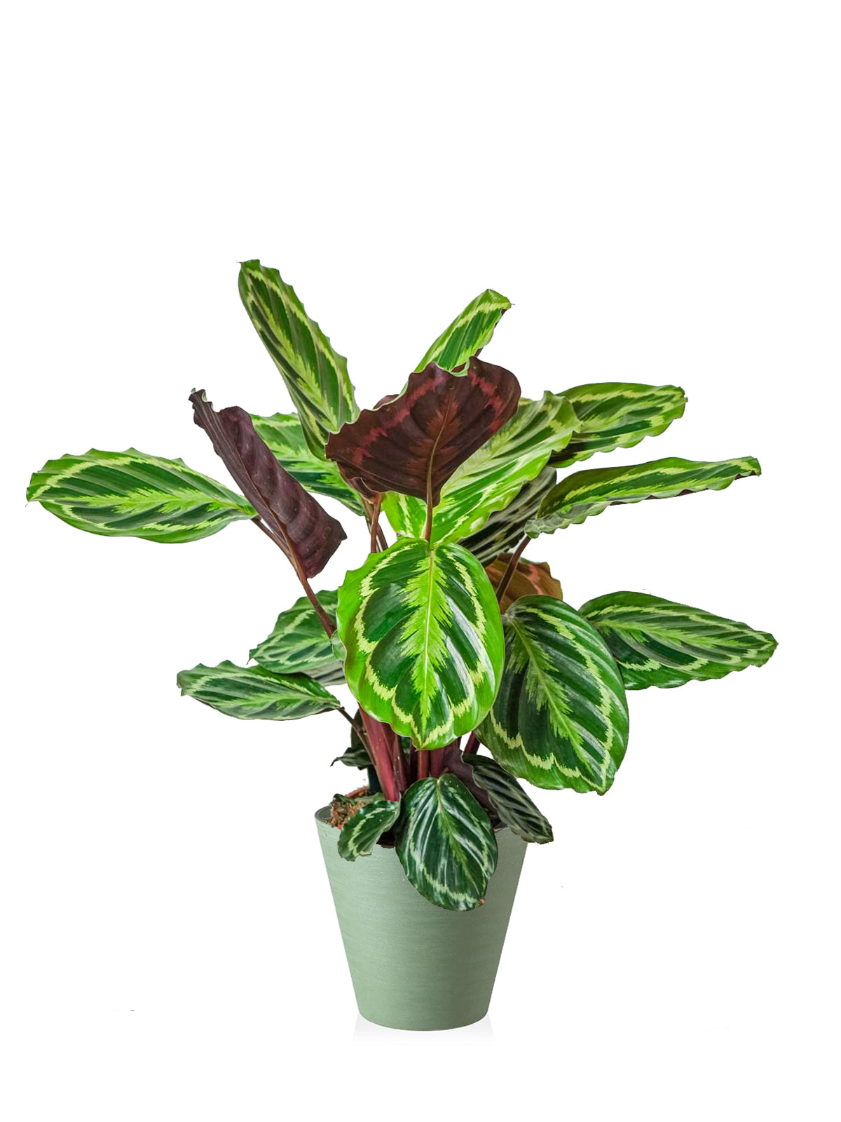 Calathea grande