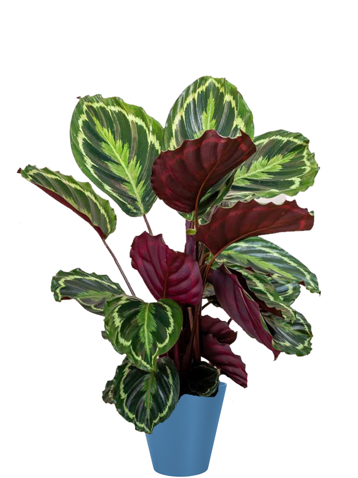 Calathea extra