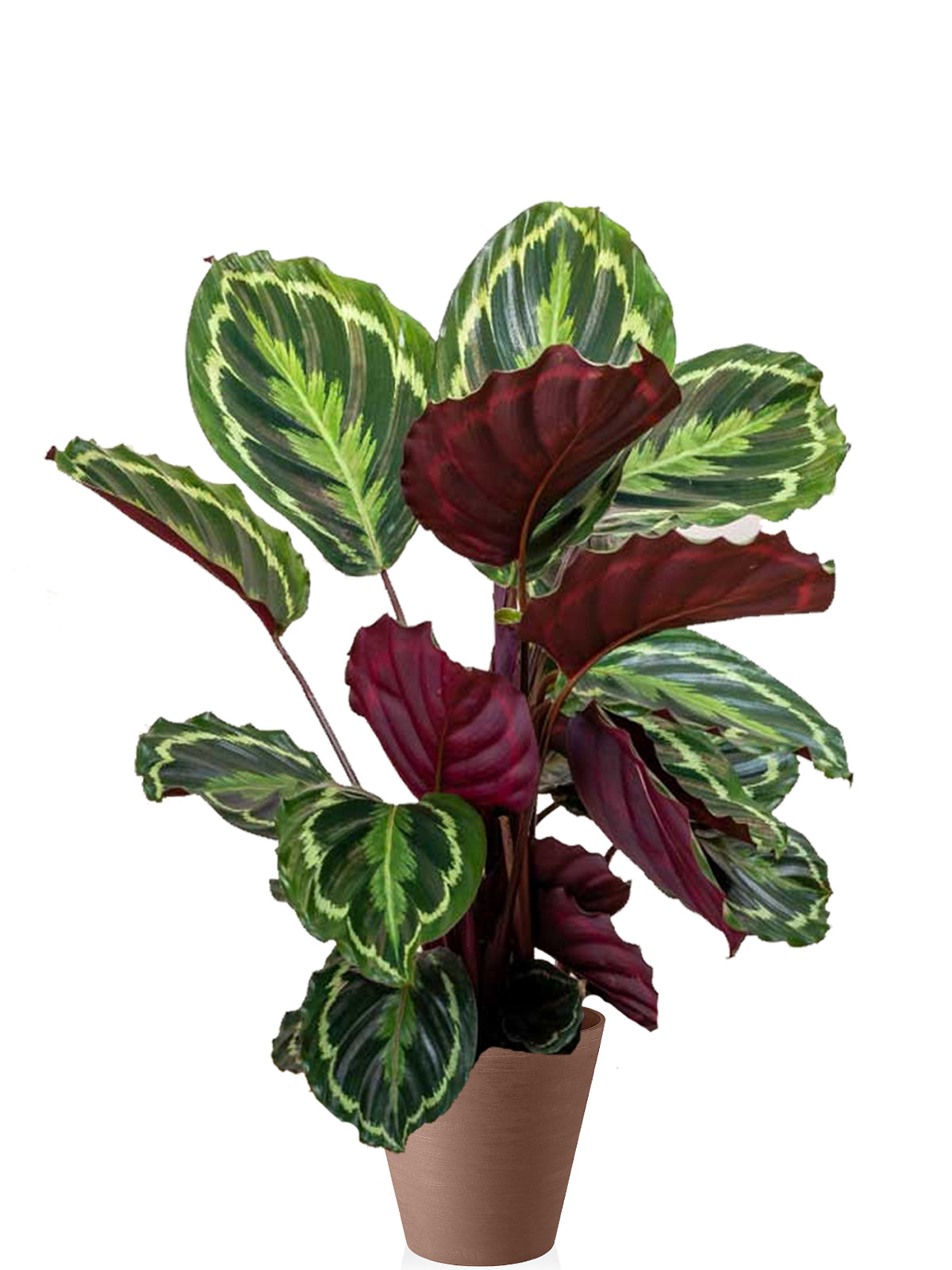 Calathea extra
