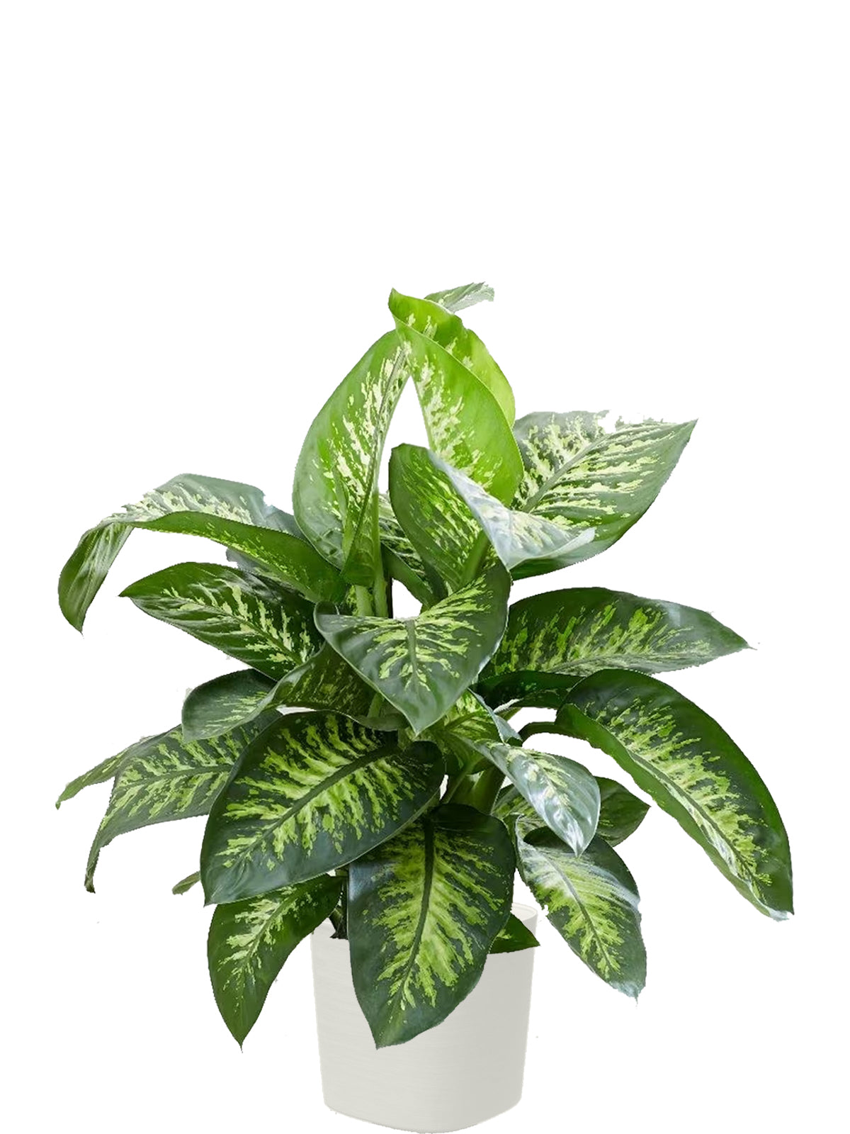 Dieffenbachia Extra