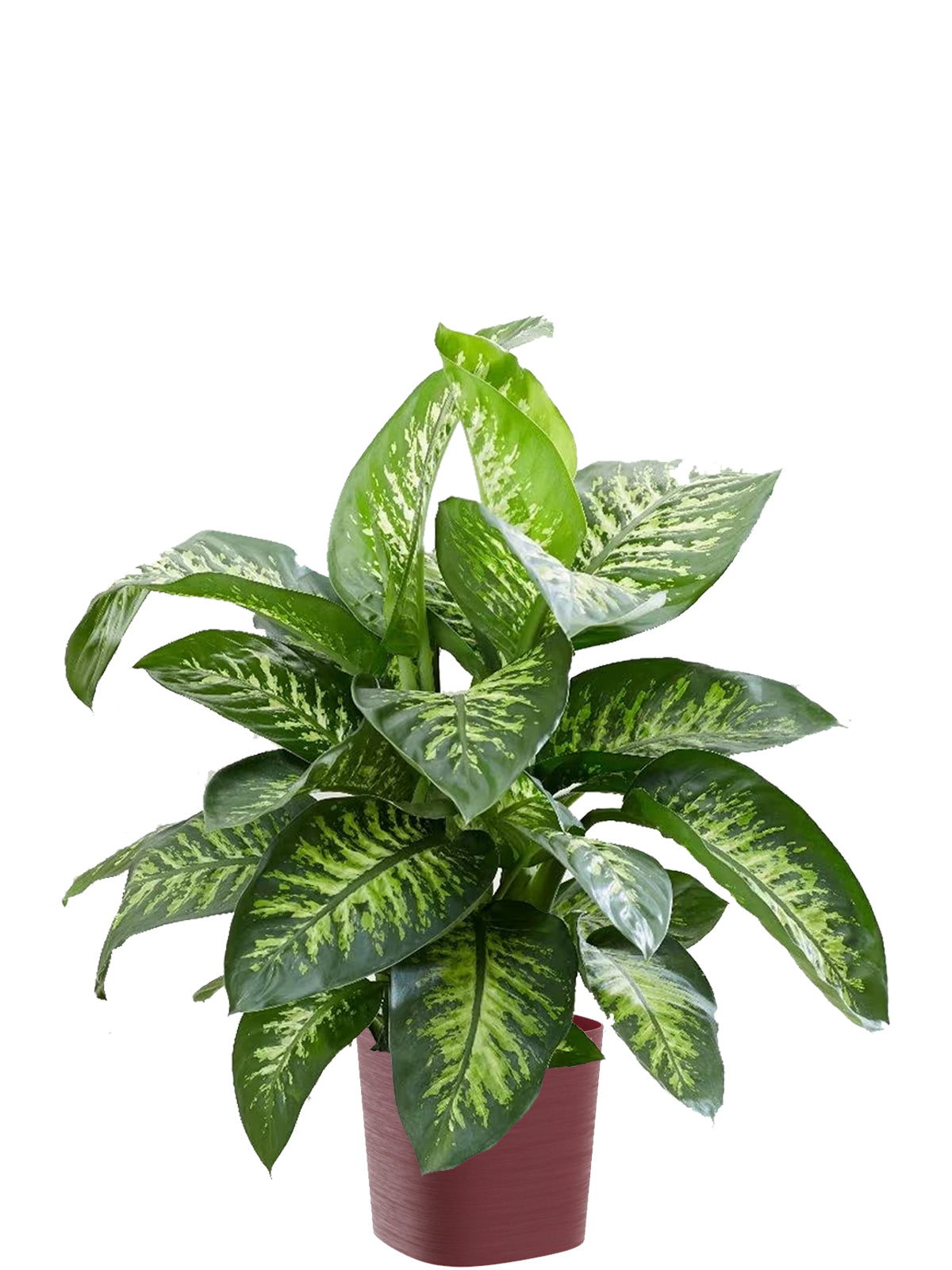 Dieffenbachia Extra