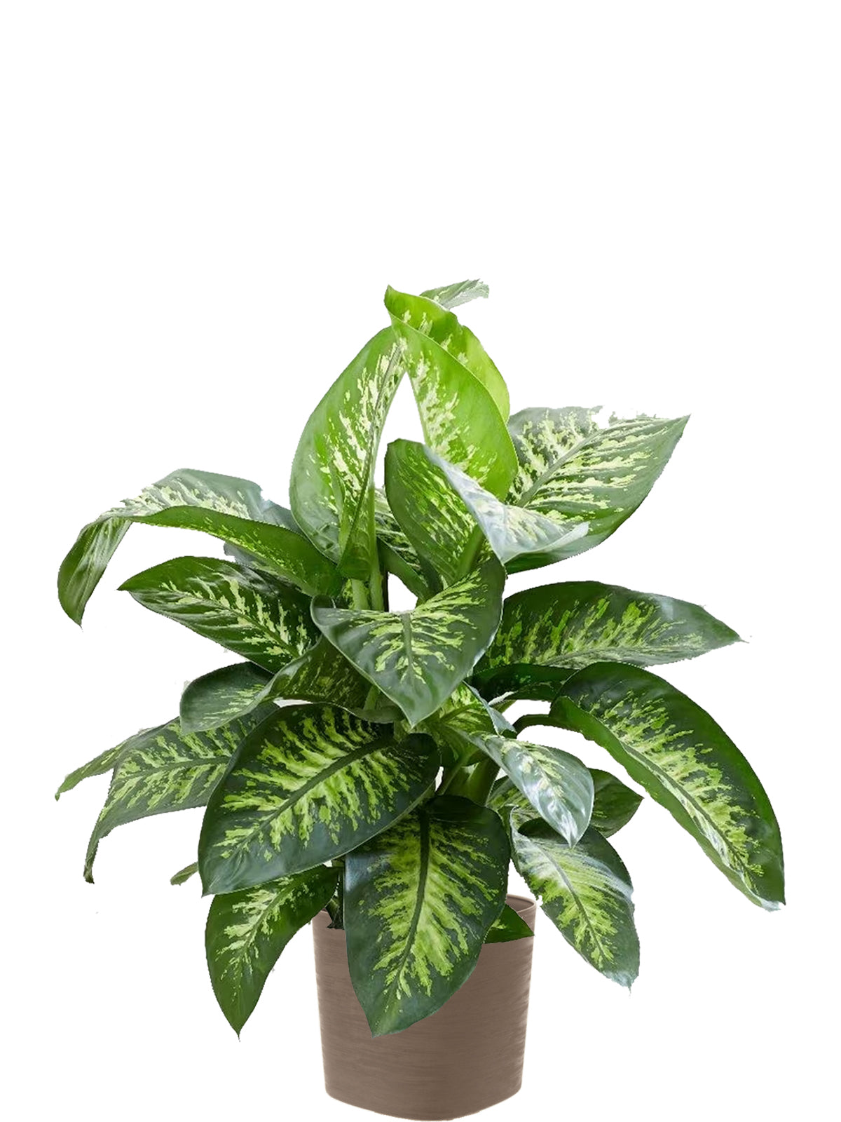 Dieffenbachia Extra