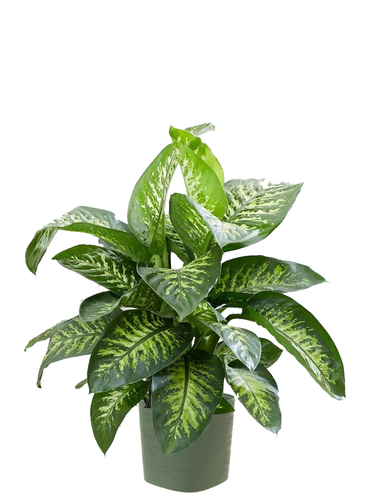 Dieffenbachia Extra