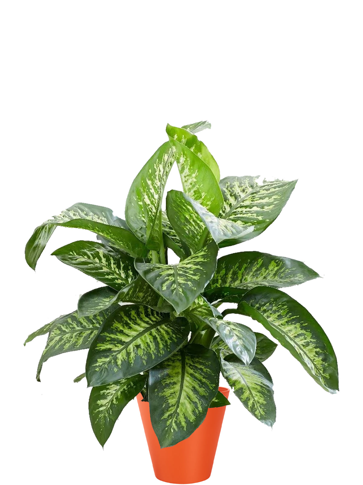 Dieffenbachia Extra