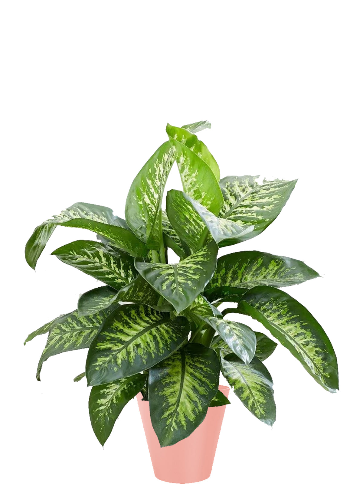 Dieffenbachia Extra