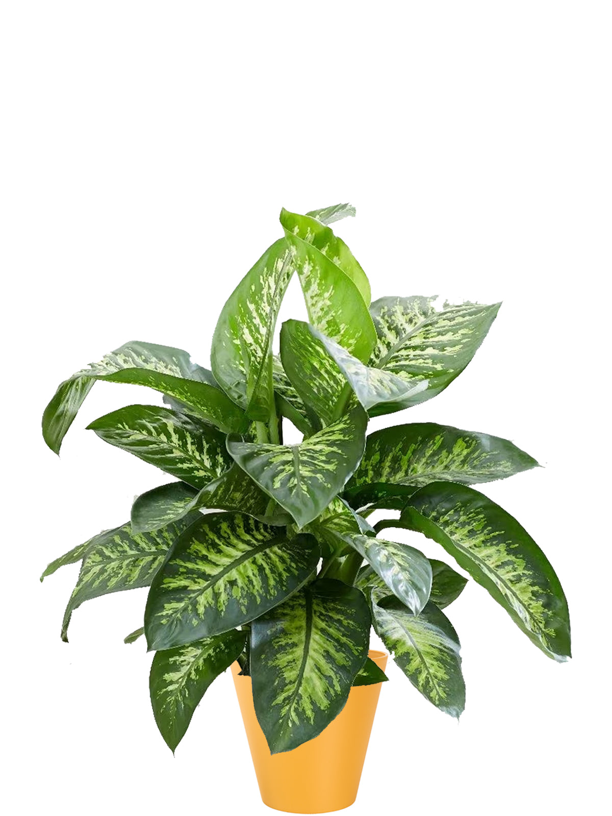 Dieffenbachia Extra